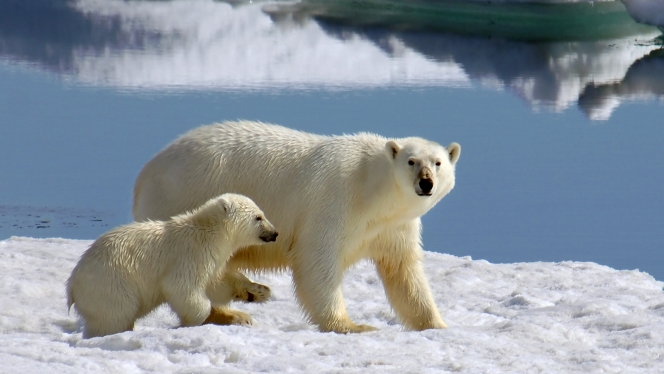 Southern Greenland Adventure: Vikings & Big Ice
