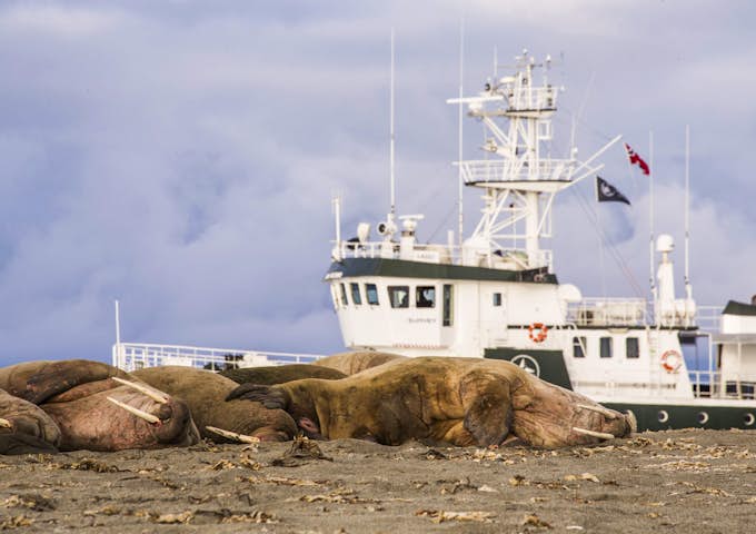 RVKIN_4_RVKIN_RTD_WALRUS