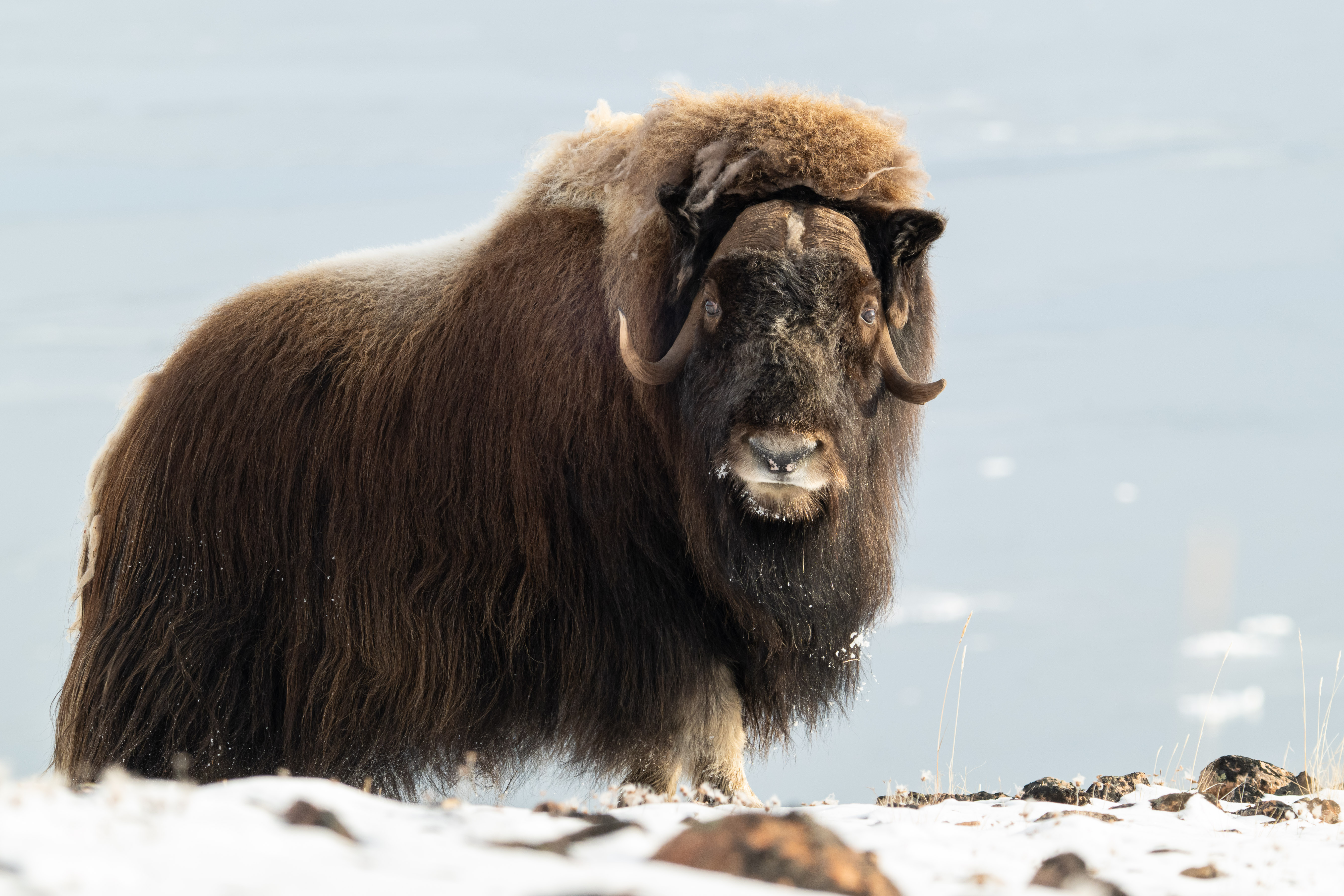 Musk ox in Scoresbysund, Greenland