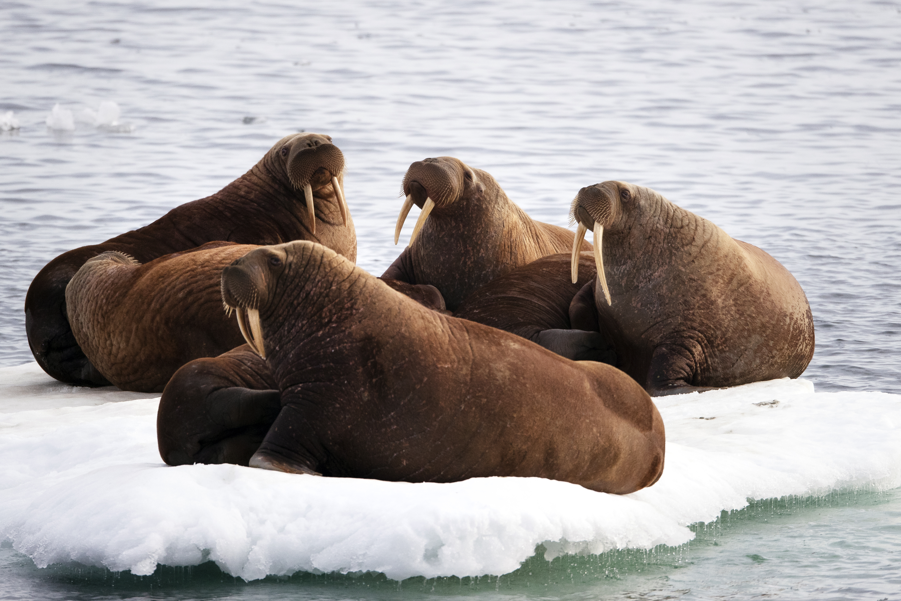 Walruses hauled out on the ice, Arctic