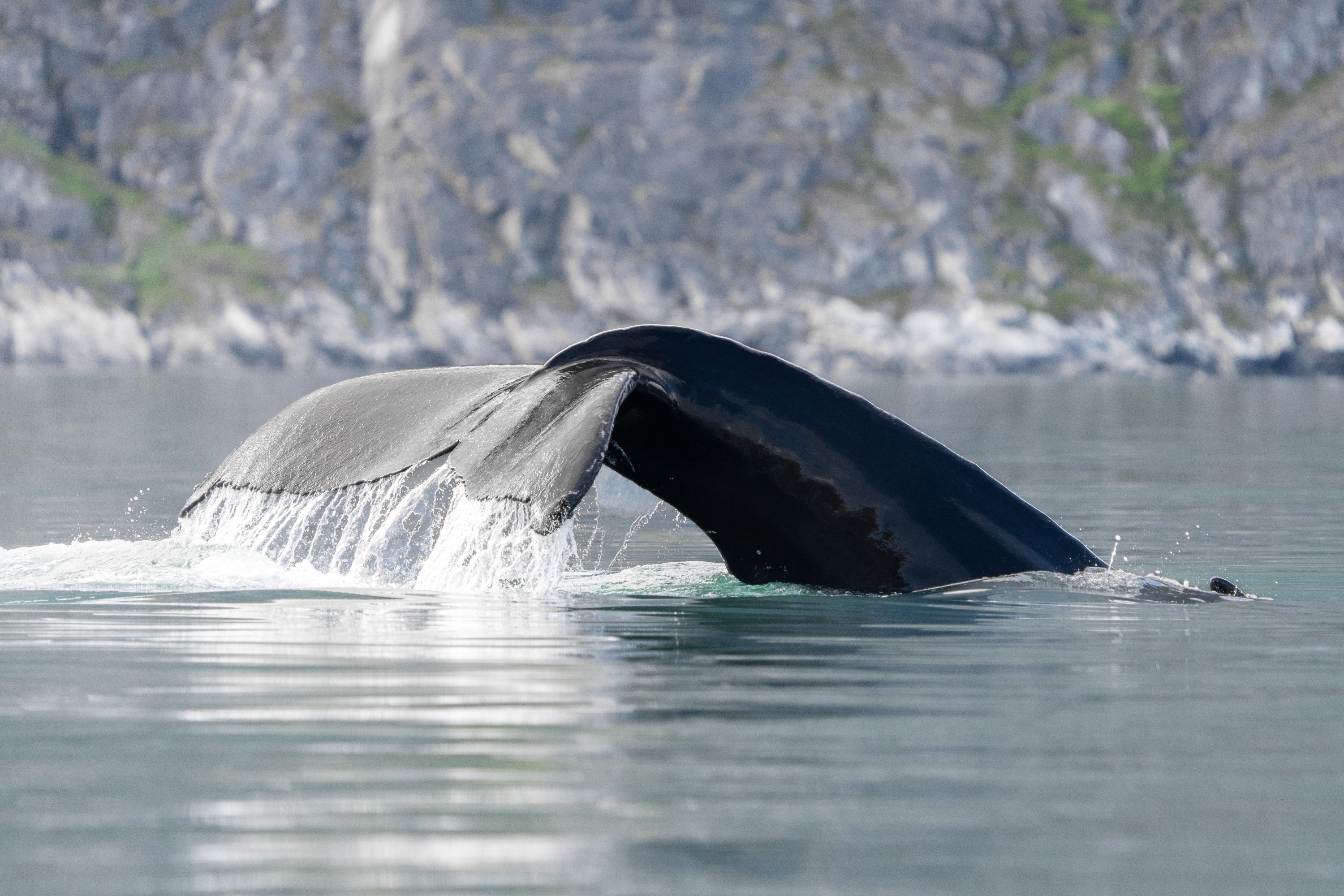 South & West Greenland in Style