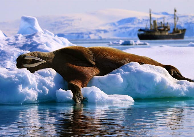 STOCK_4_STOCK_RTD_WALRUSANDSHIP