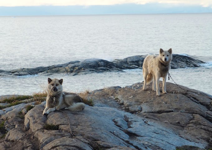 Greenlandic-sled-dogs