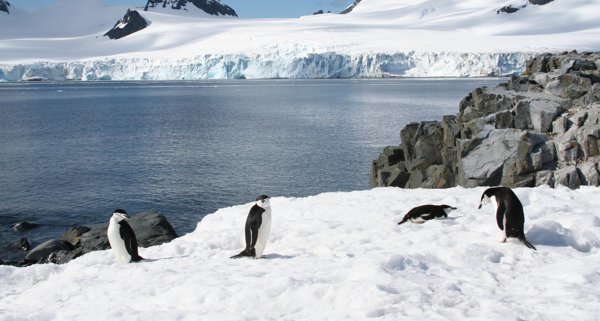 Travel to the White Continent