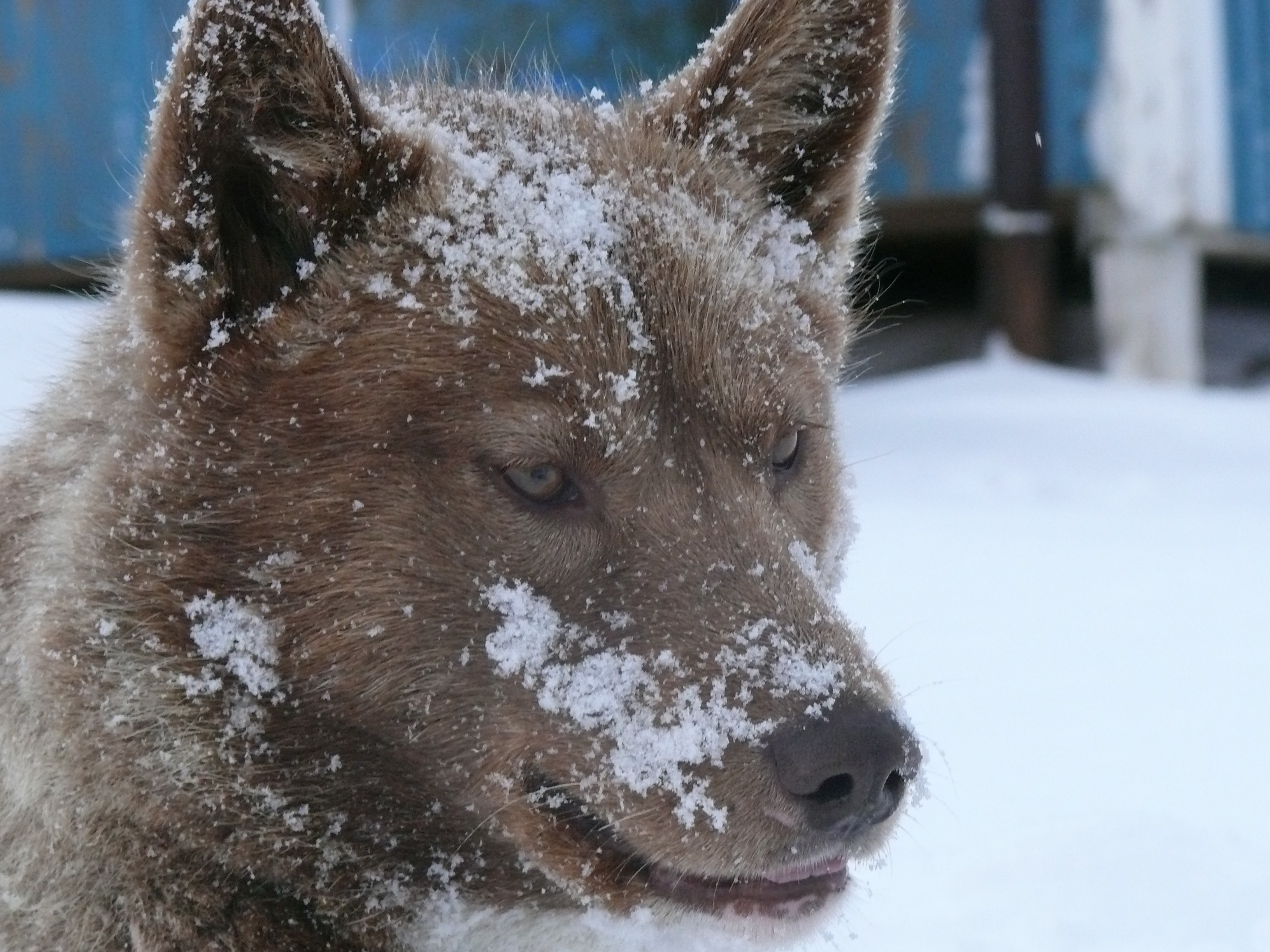Sled dog ready for the off