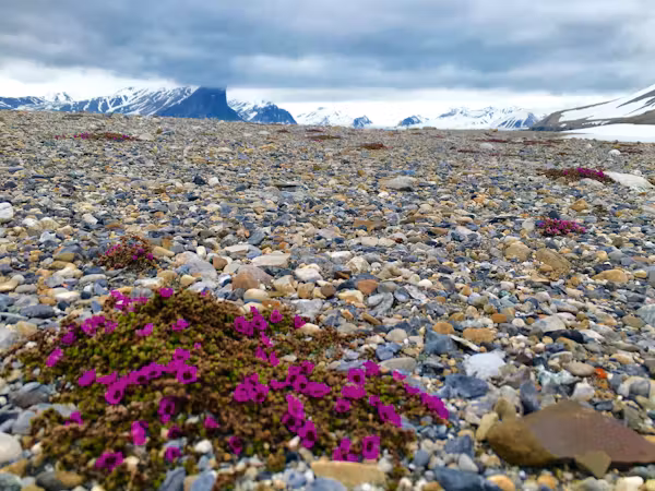 Svalbard has rich summer flora
