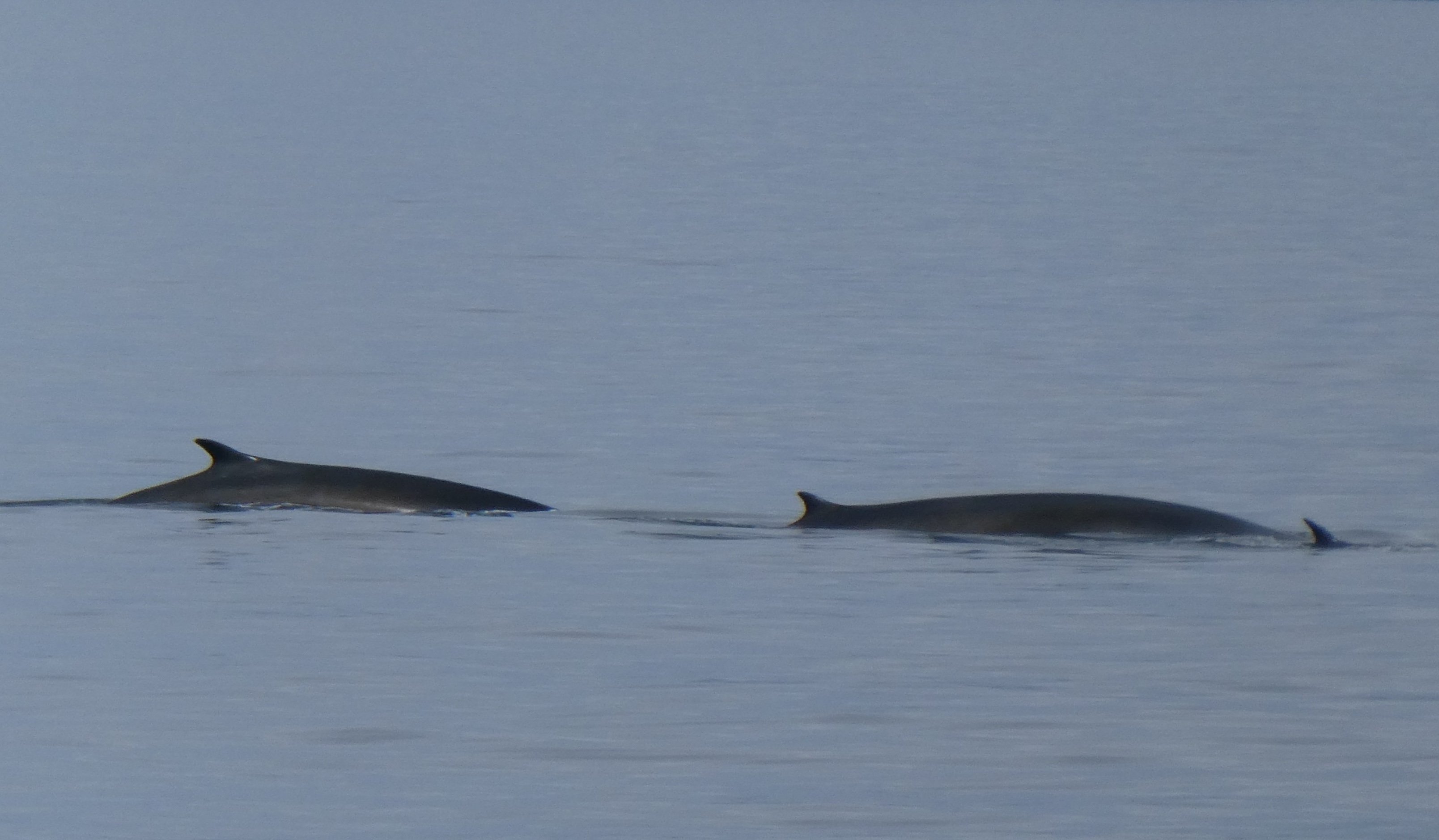 Fin whales