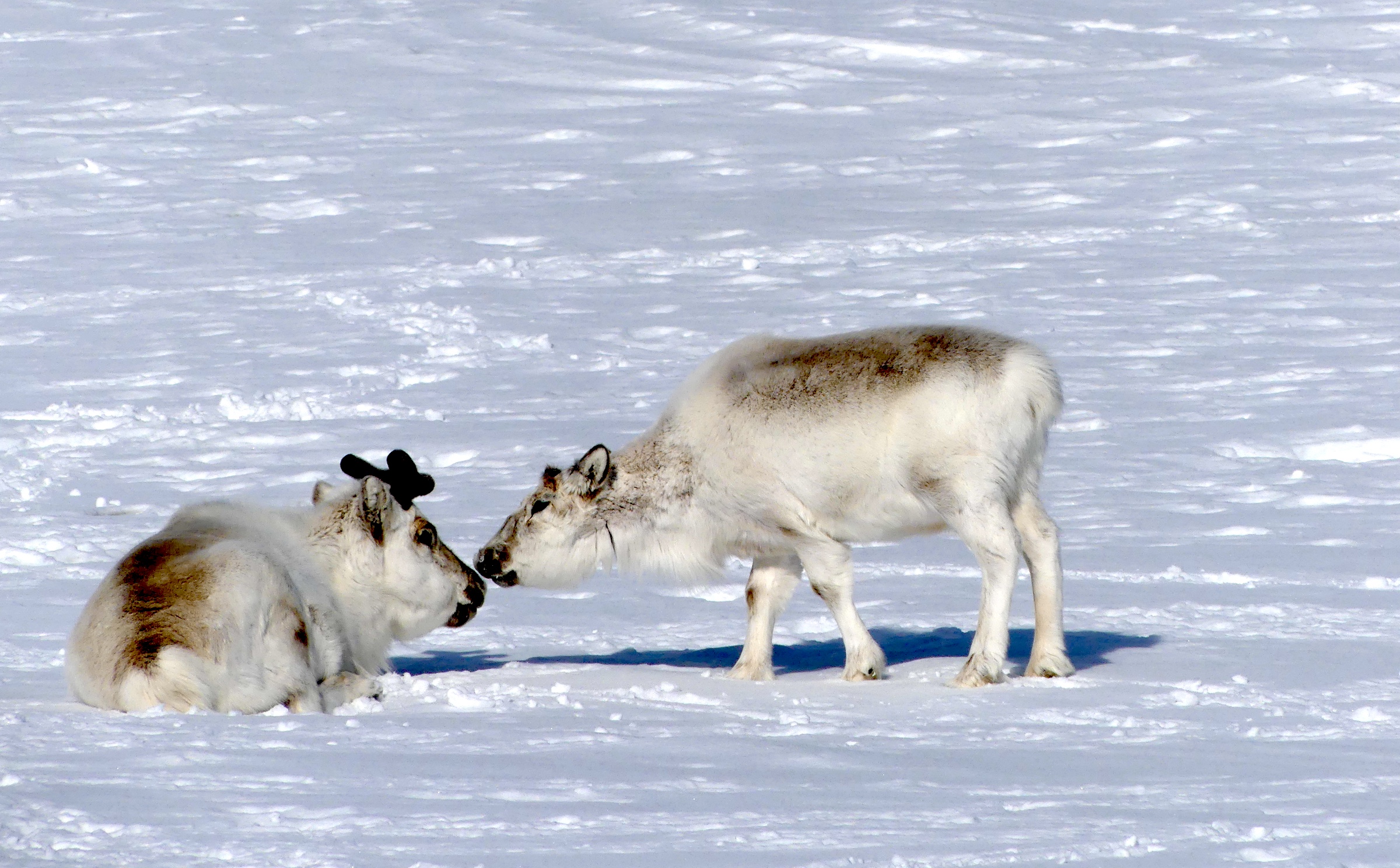 Reindeer in Svalbard during springtime
