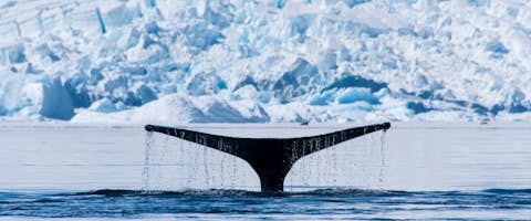 Untamed East Greenland