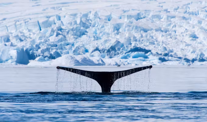 Untamed East Greenland