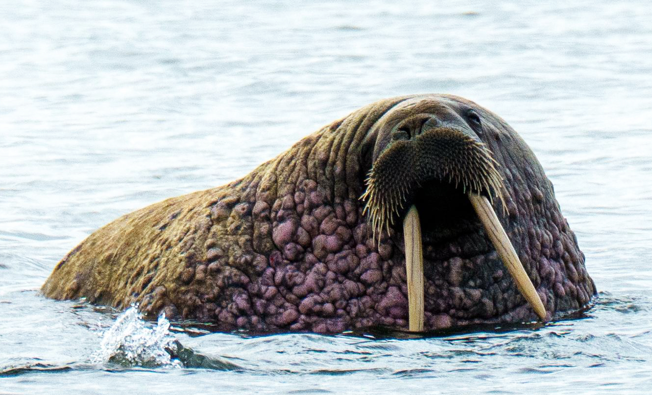 Walrus at Kapp Lee, Svalbard