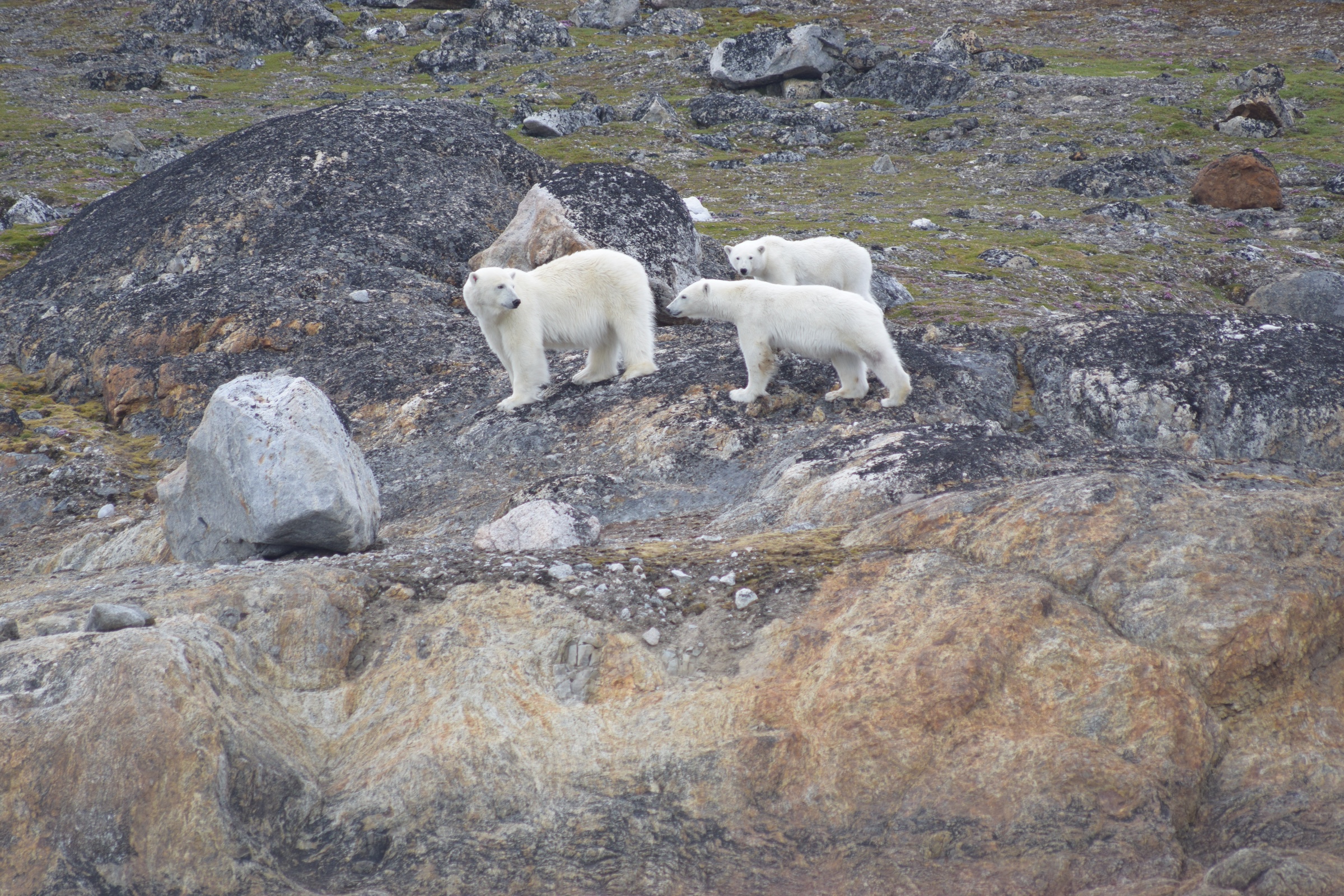 Polar bears explore Svalbard, the Arctic