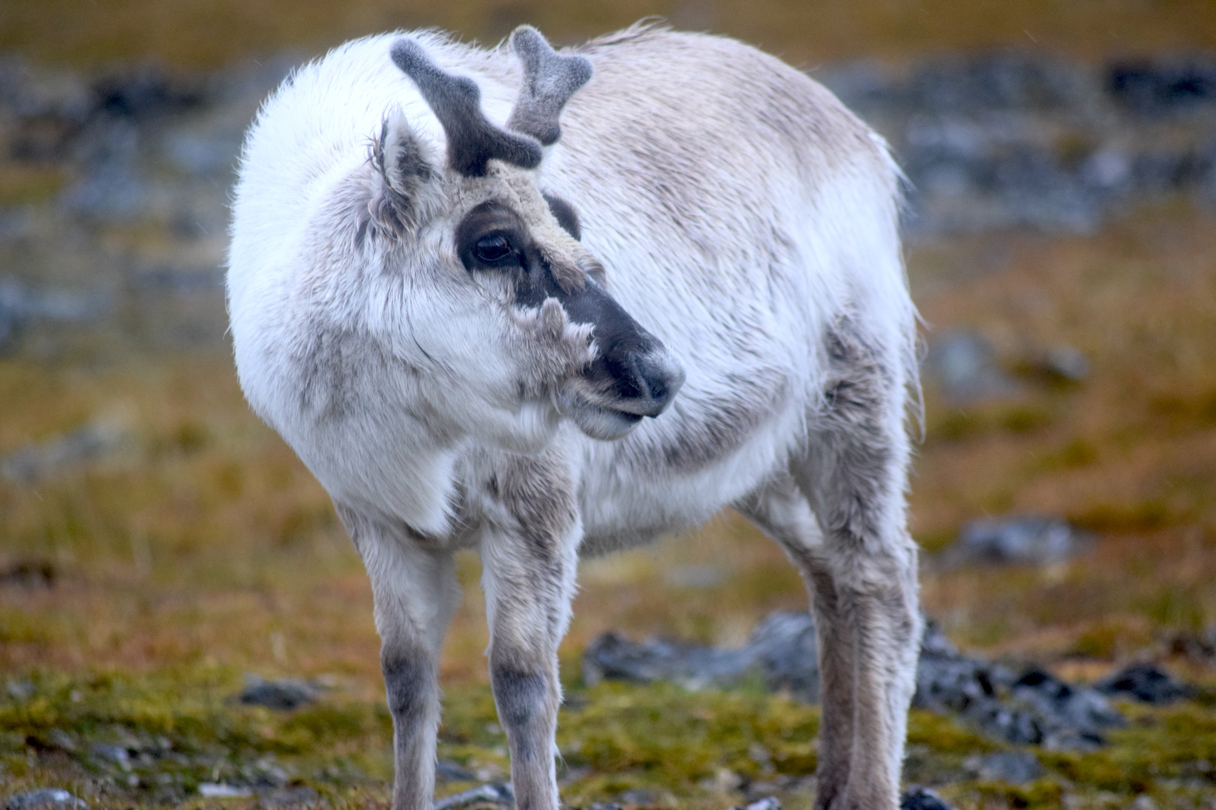 A close-up of a reindeer in Svalbard, the Arctic