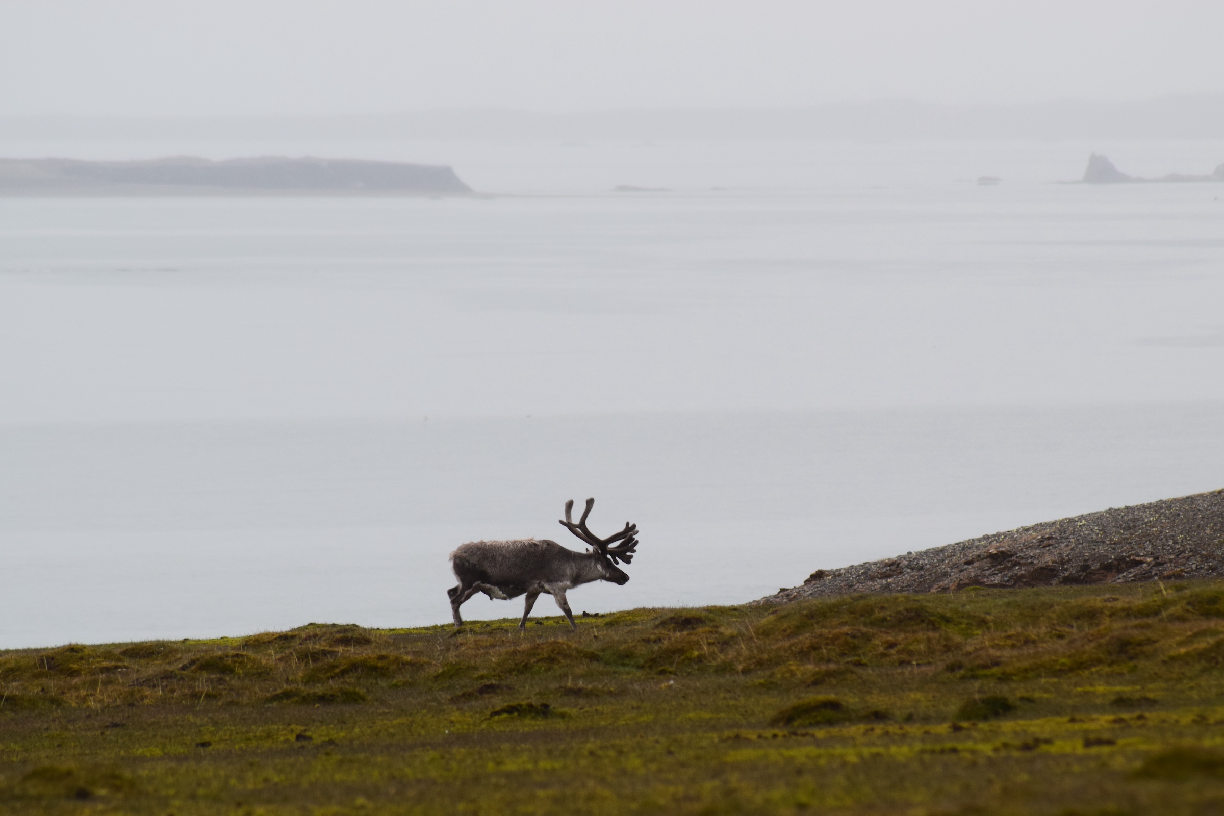 A wild reindeer roams across Svalbard, the Arctic