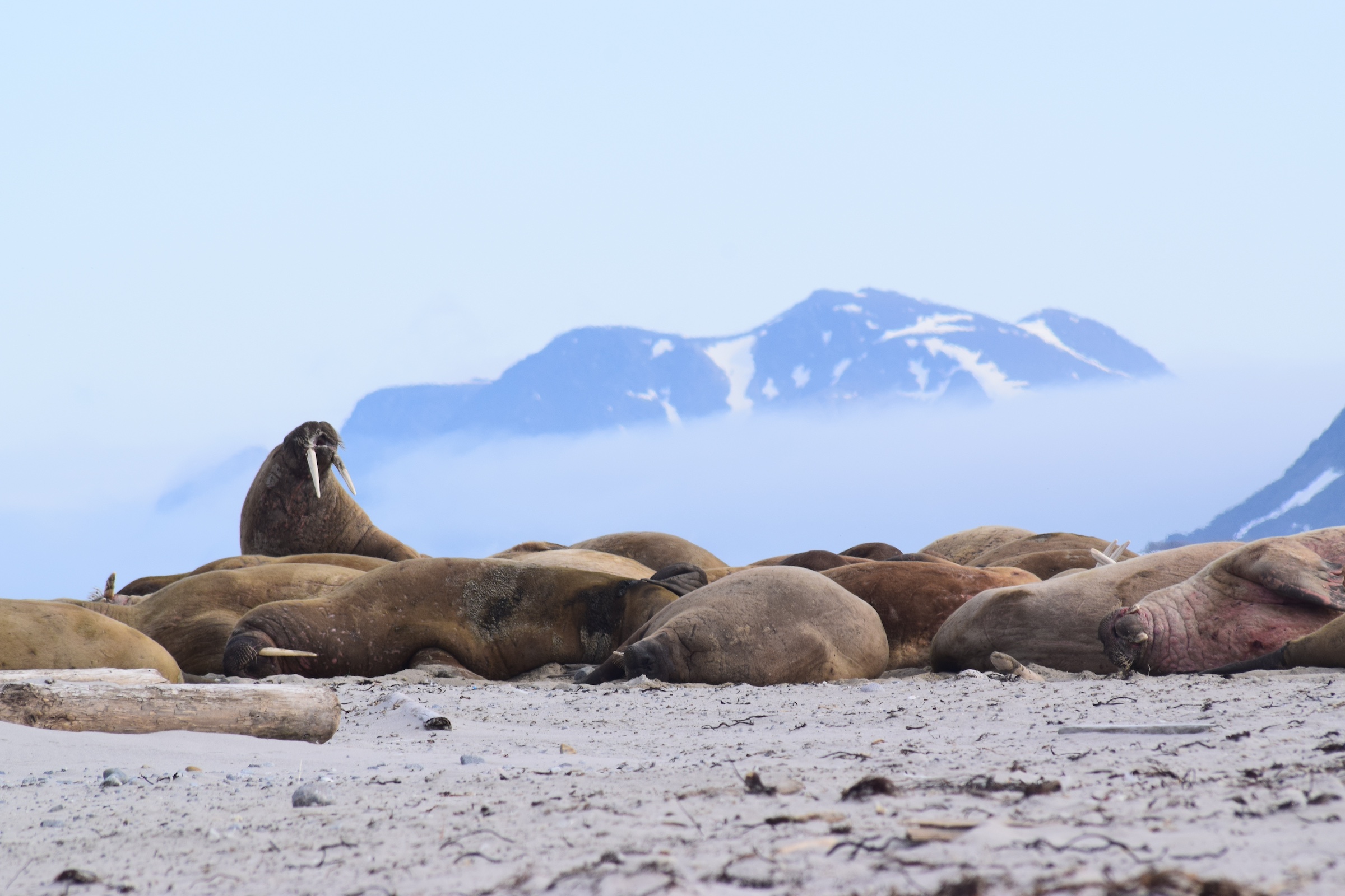 A walrus haul-out, Svalbard