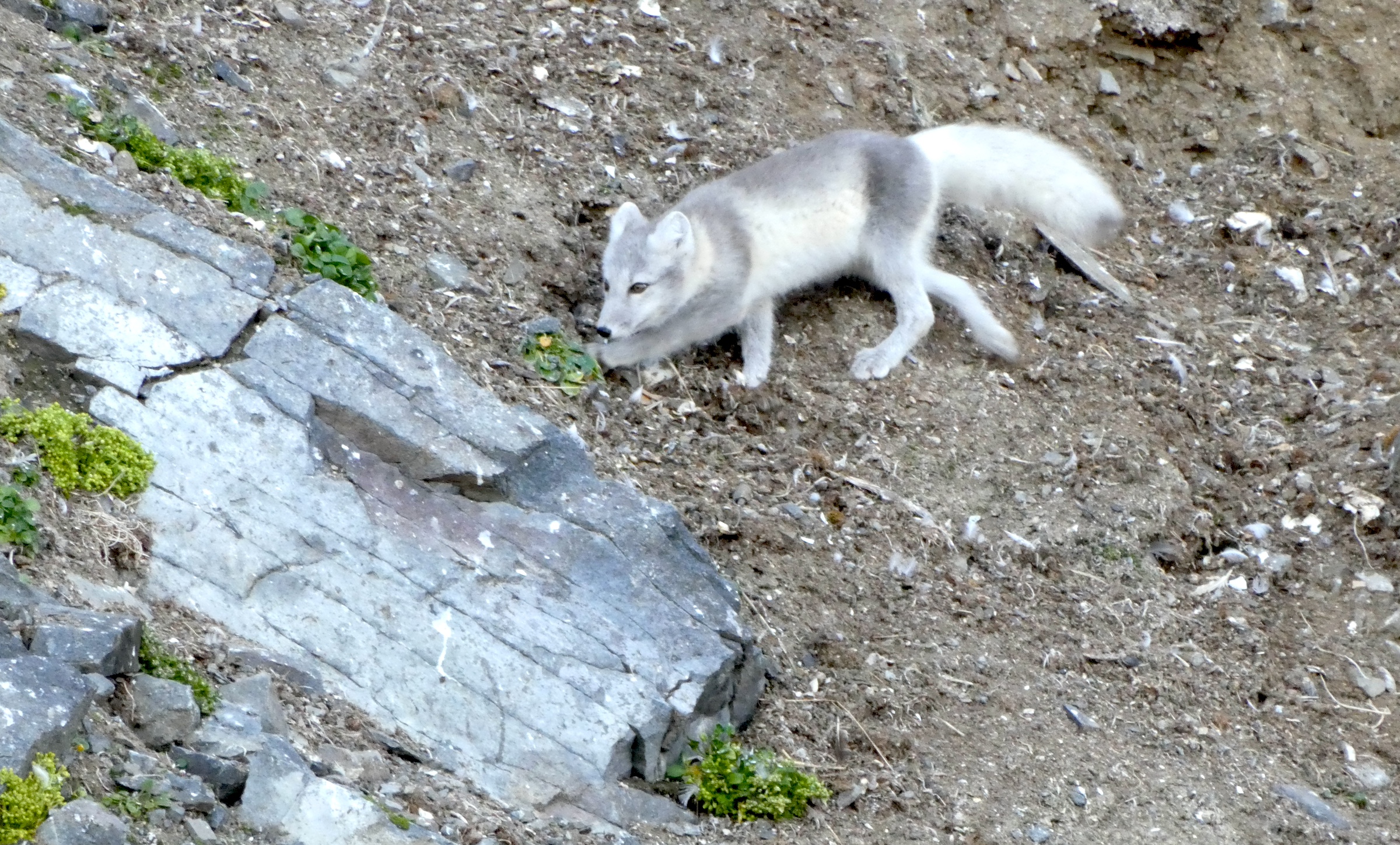 A prowling Arctic fox on Svalbard