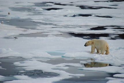 Polarbear