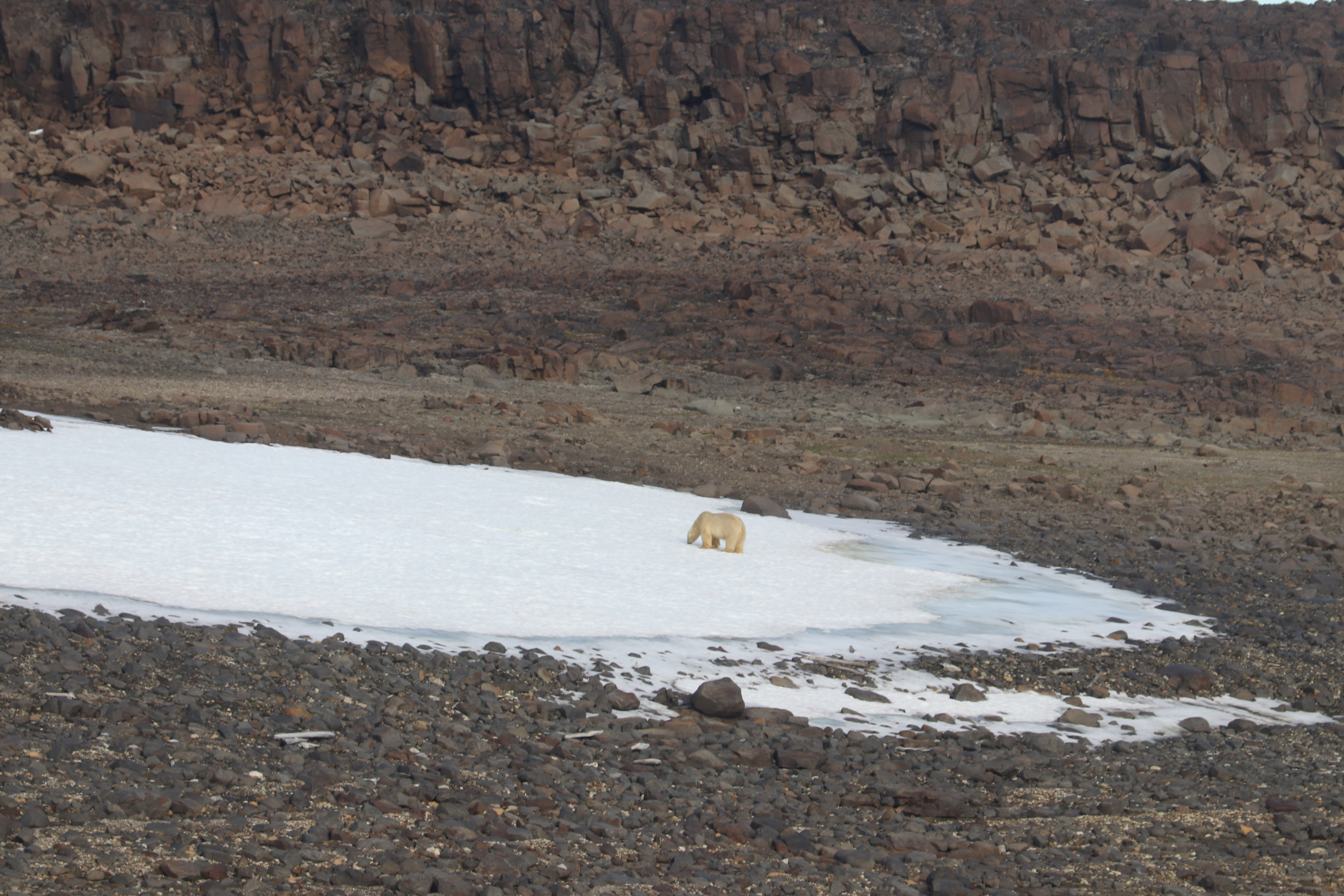 Wandering polar bear at Lagøya, Svalbard