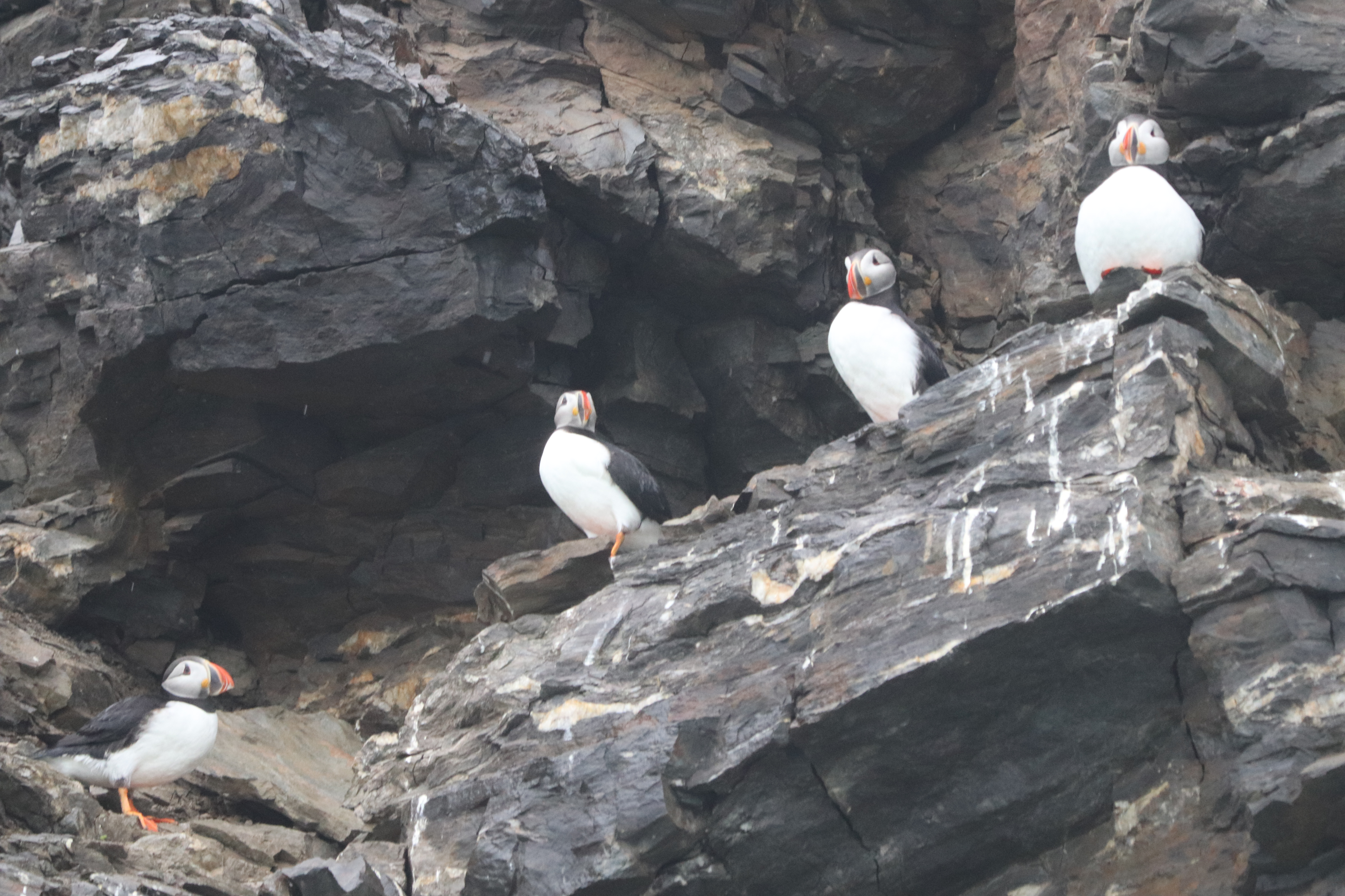 Puffins on rocks at Fjortende, Julibukta