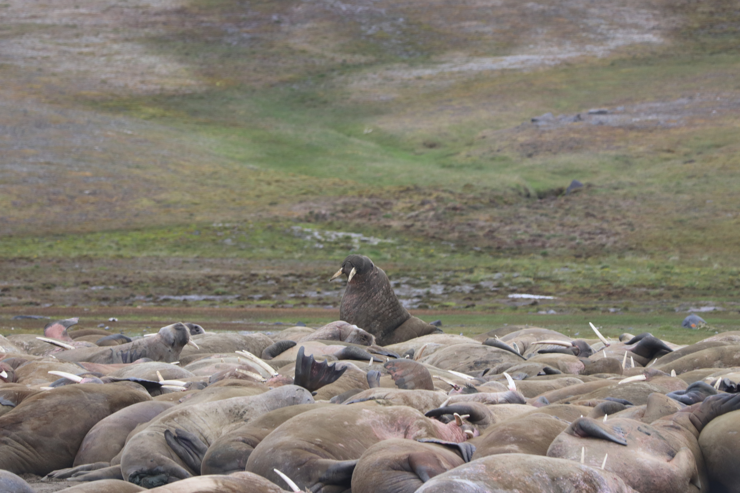 Walrus hauled out at Kapp Lee, Svalbard