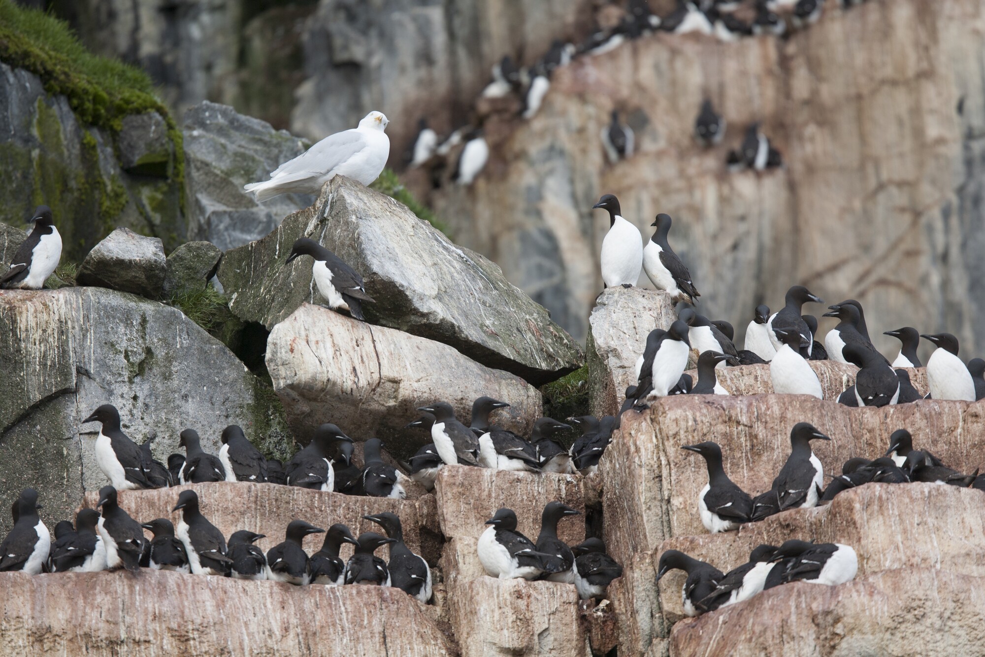 Guillemots at Alkefjellet, Svalbard