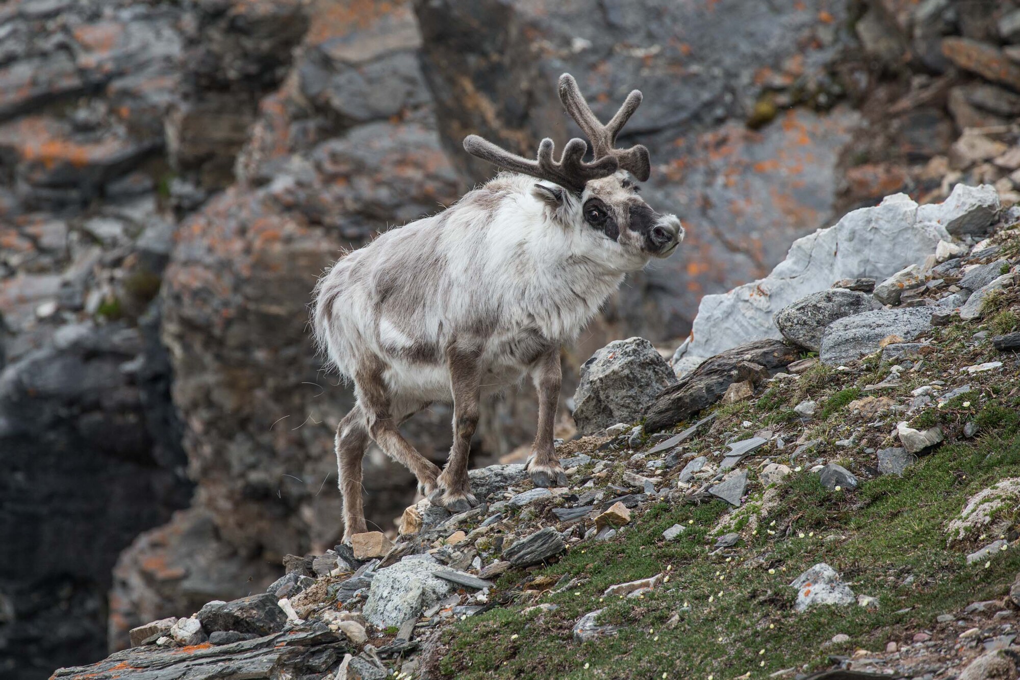 Reindeer at Svalbard