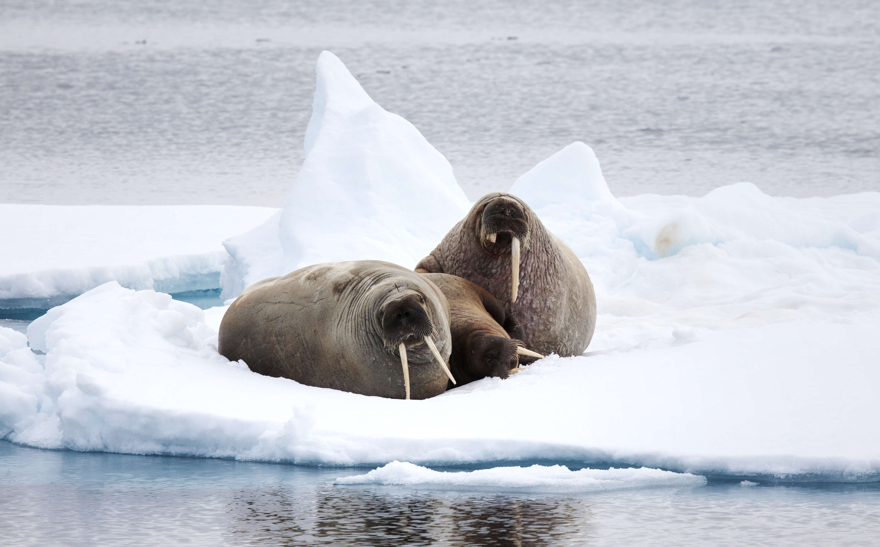 Walrus hauled out on the ice in Svalbard