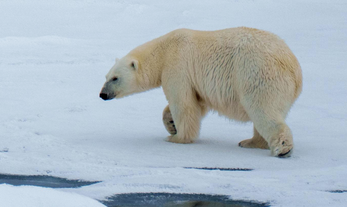 Roaming polar bear on the ice at Alkefjellet, Svalbard
