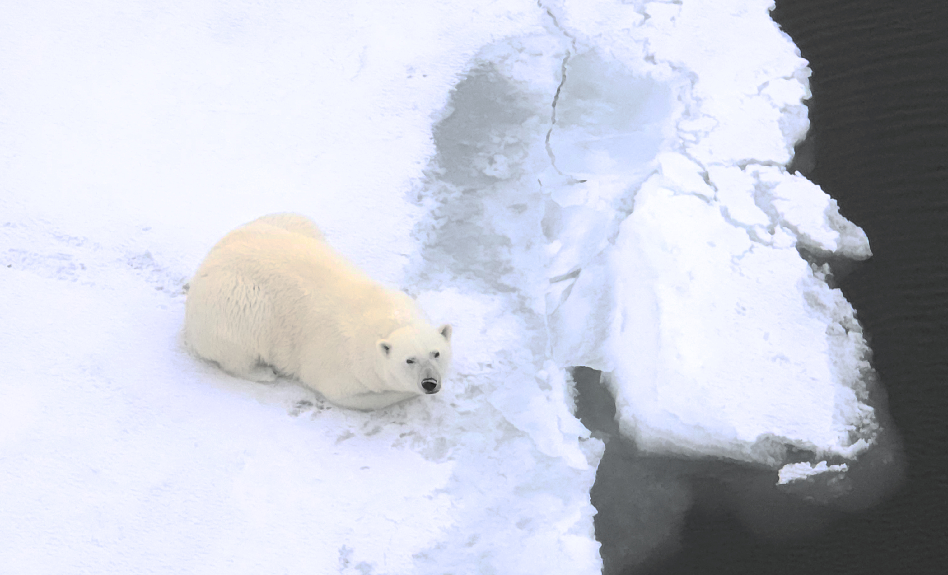 Inquisitive polar bear on the ice at Alkefjellet, Svalbard