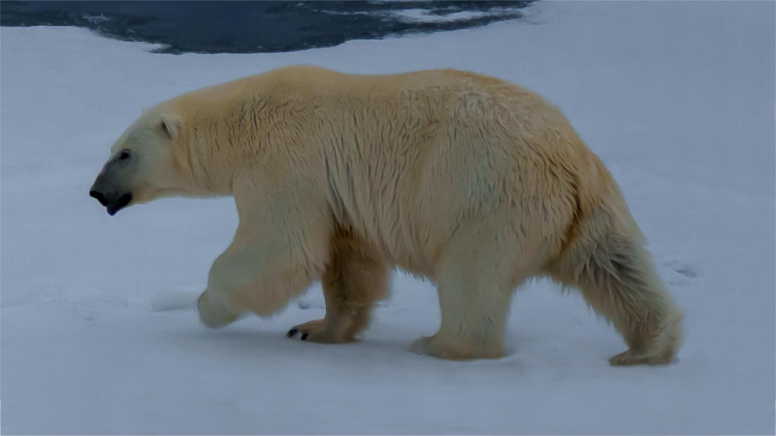 Roaming polar bear on the ice at Alkefjellet, Svalbard
