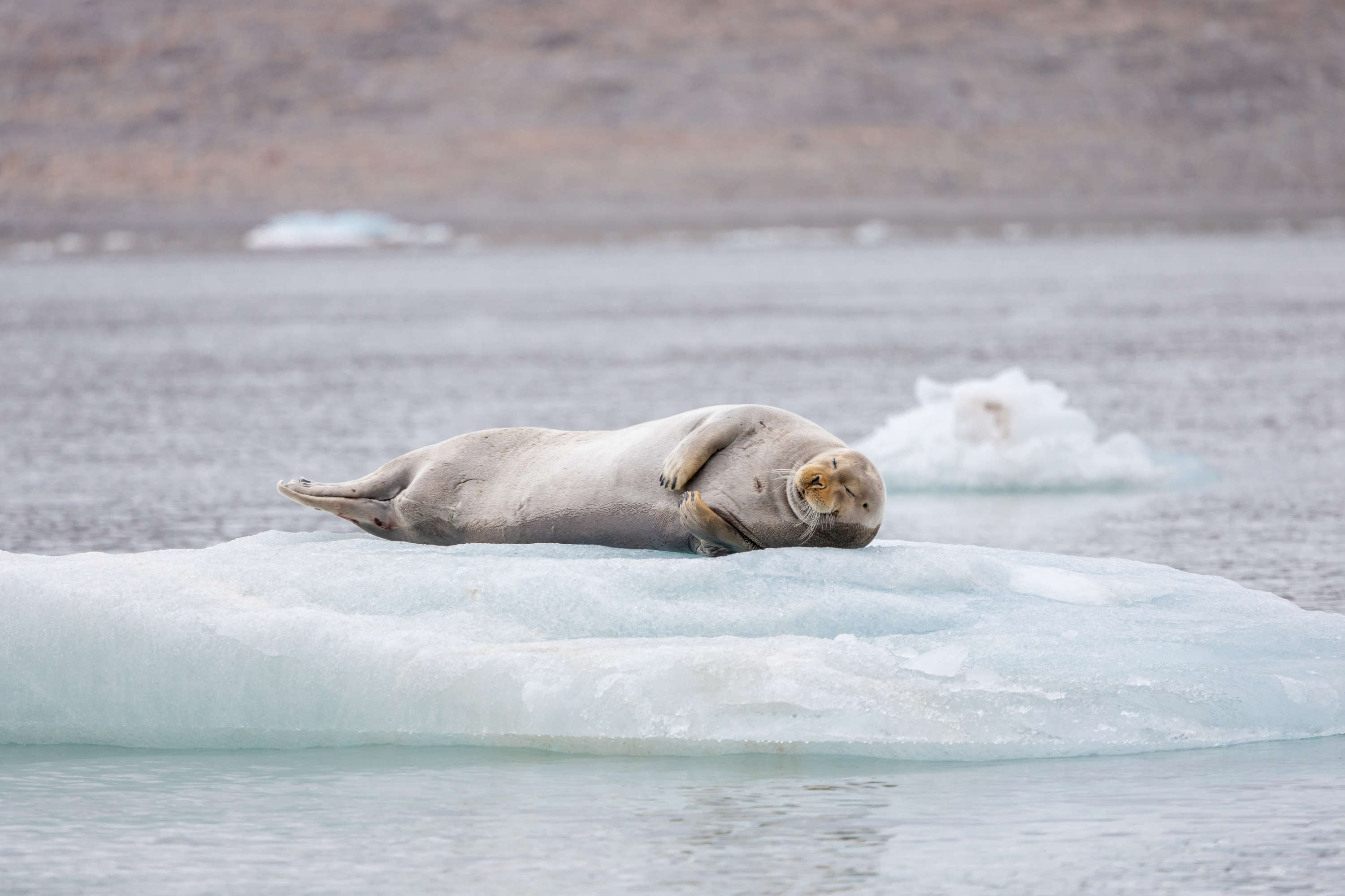 Bearded seal sleeping on ice in Fjortende Julibukta, Svalbard