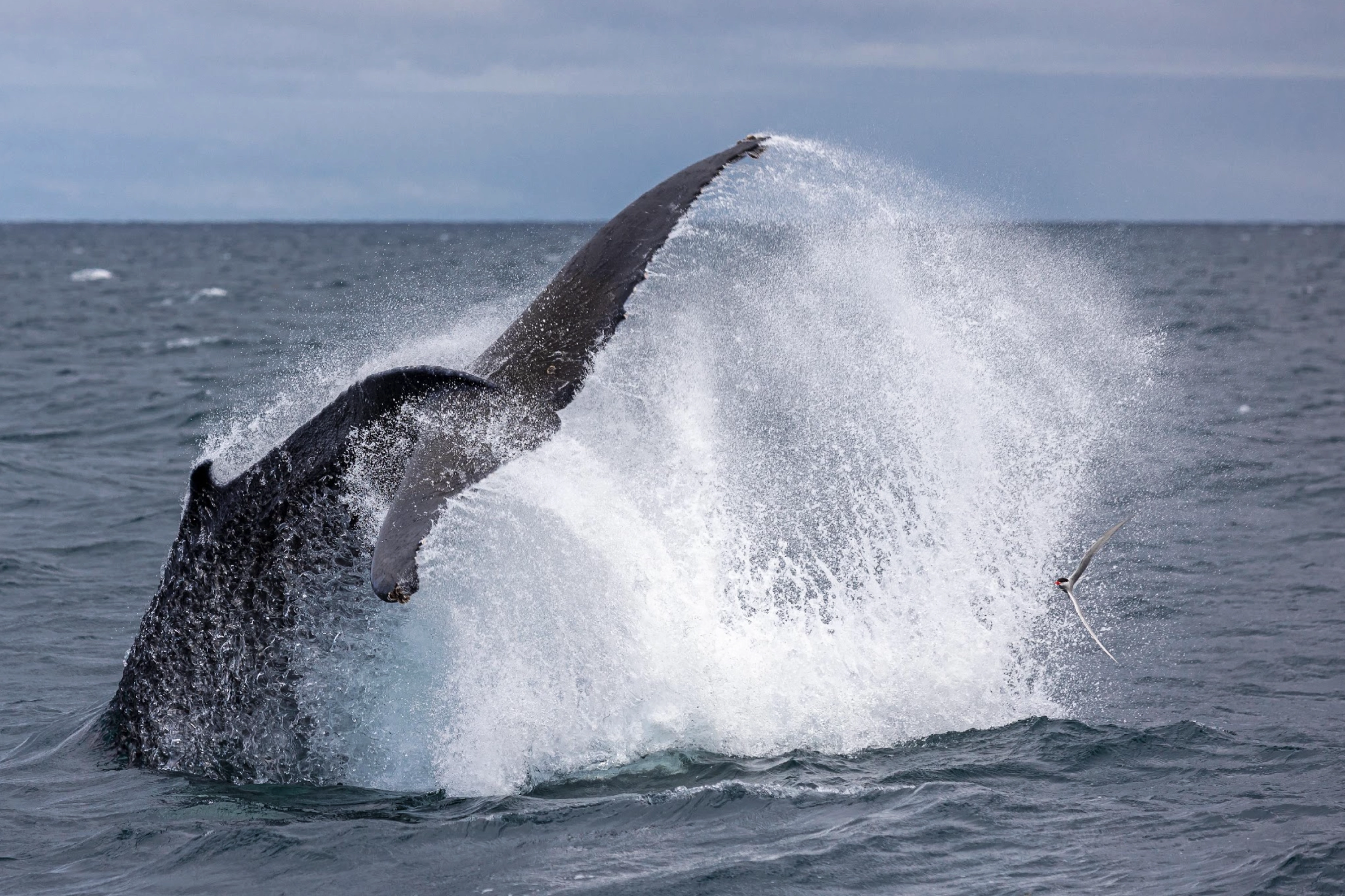 A breaching humpback whale