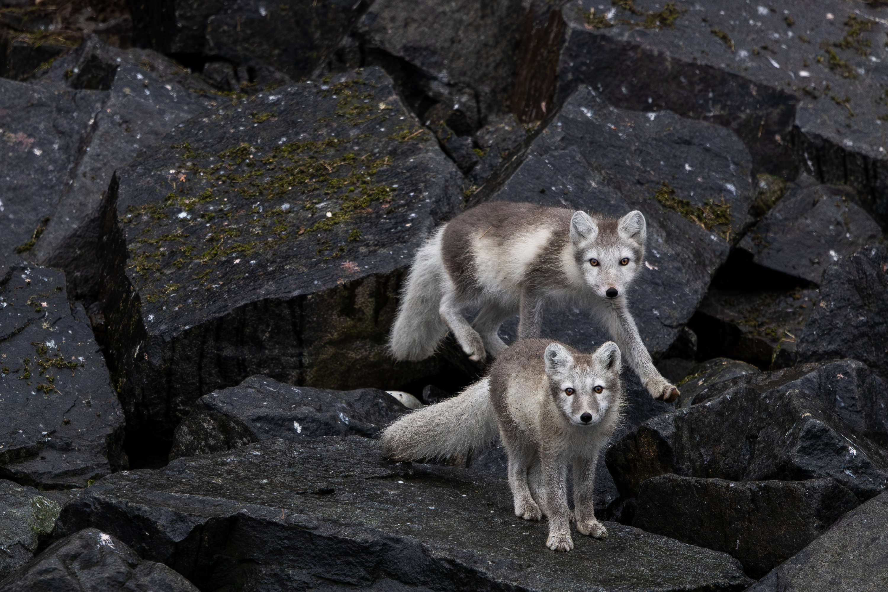 Curious Arctic Foxes at Alkefjellet, Svalbard