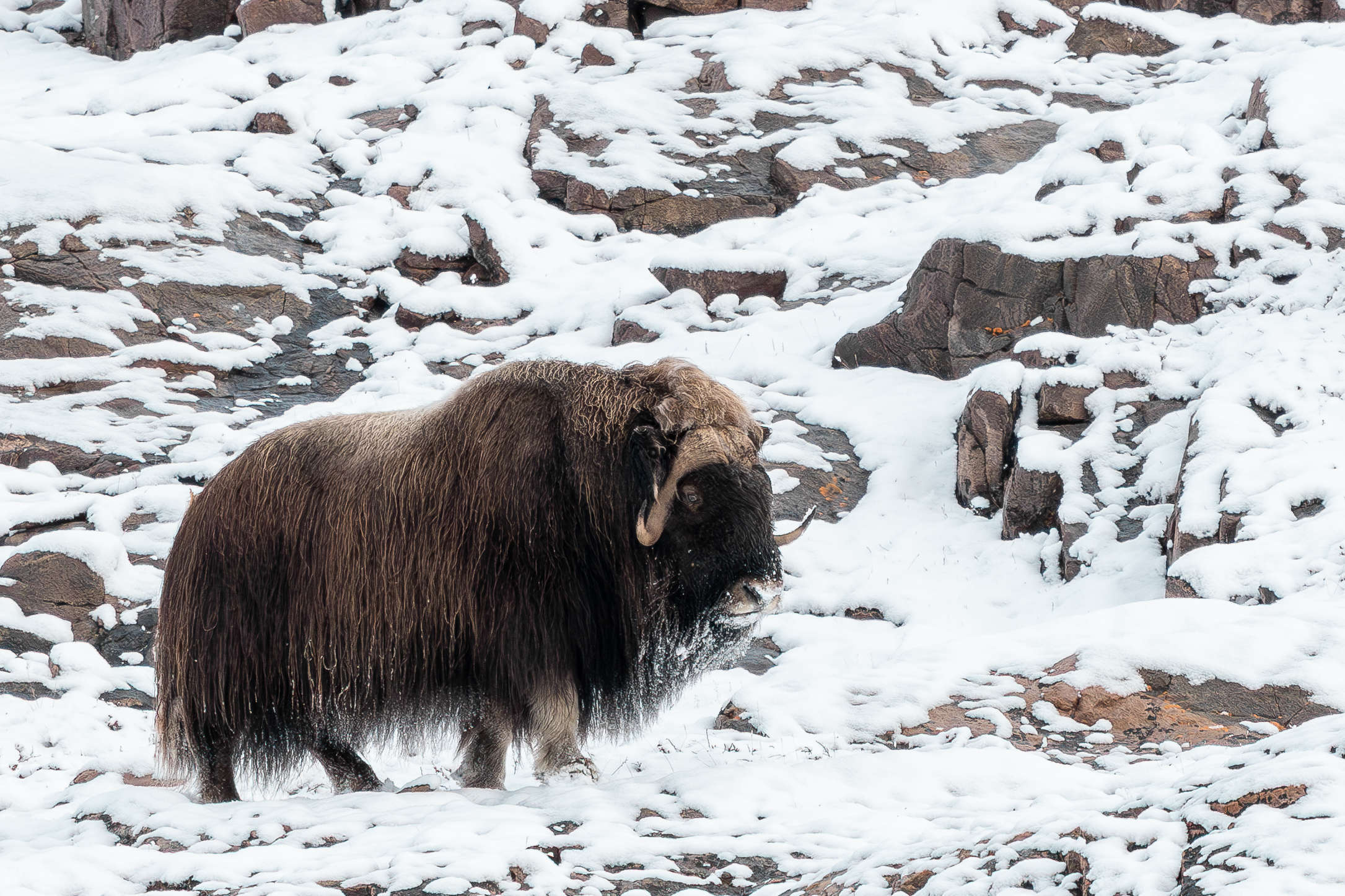 Musk ox on the snowy tundra of the Bear Islands, Scoresbysund
