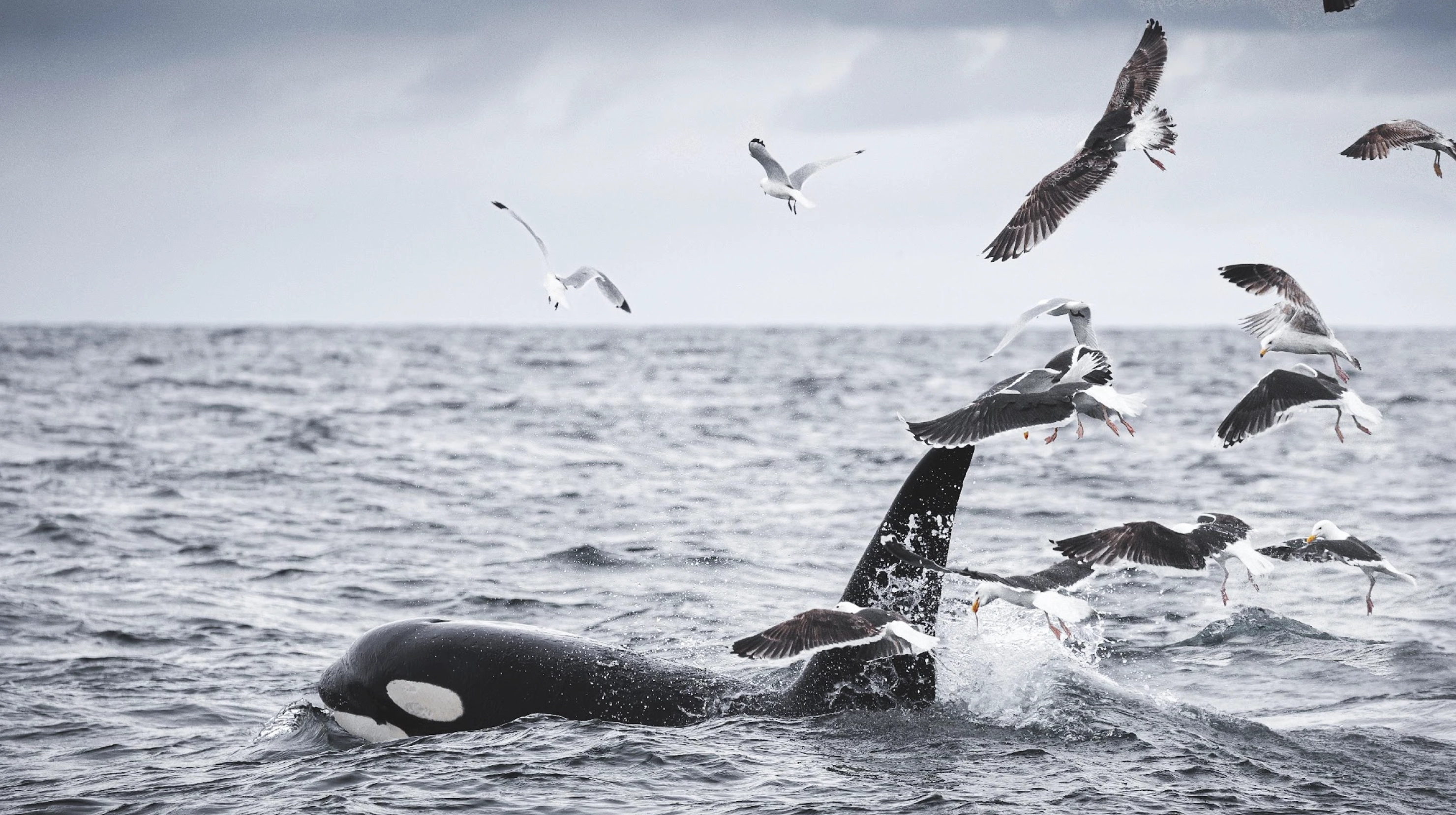 The distinctive orca whale 