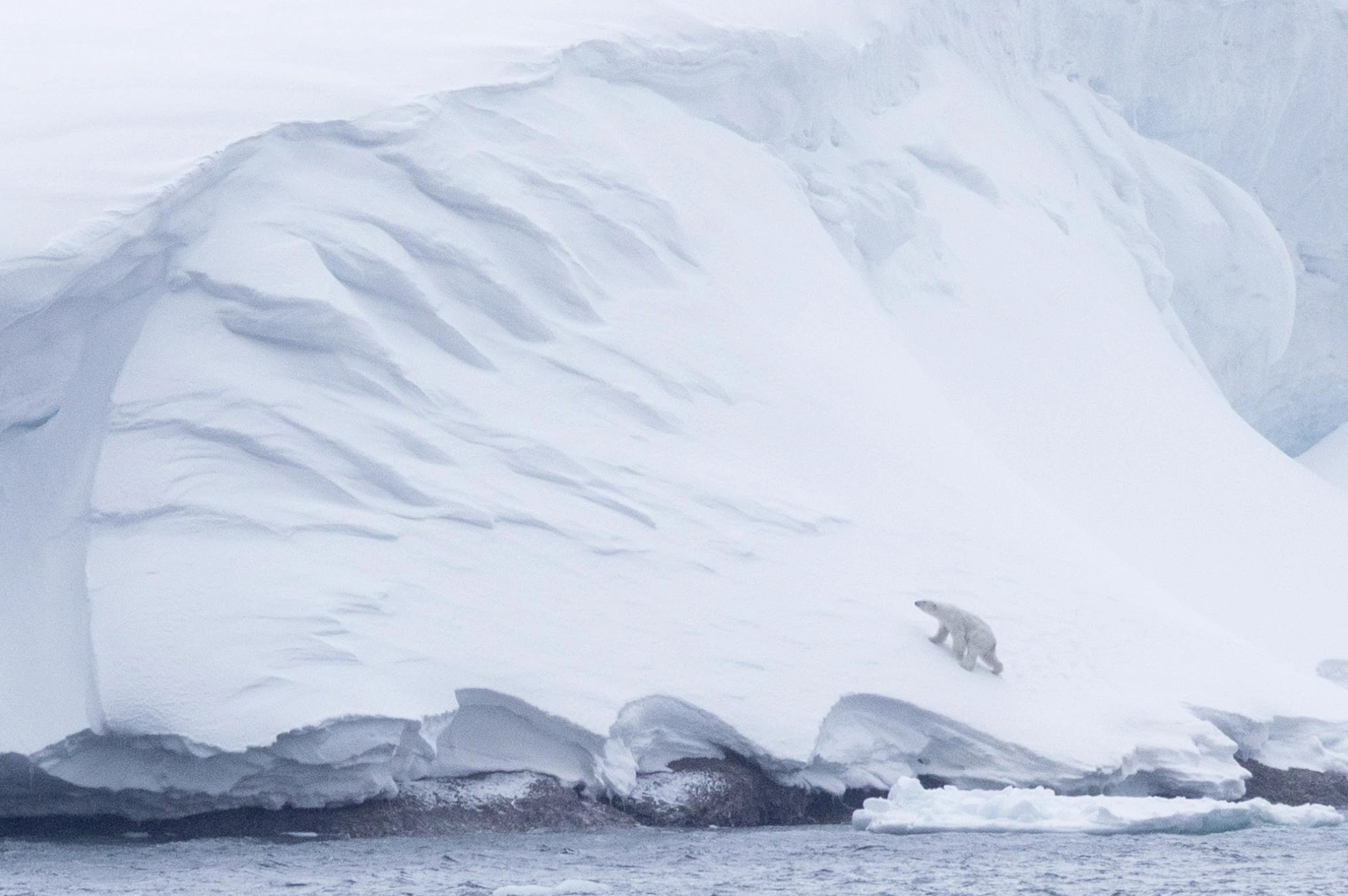 Polar bear climbing on steep snow