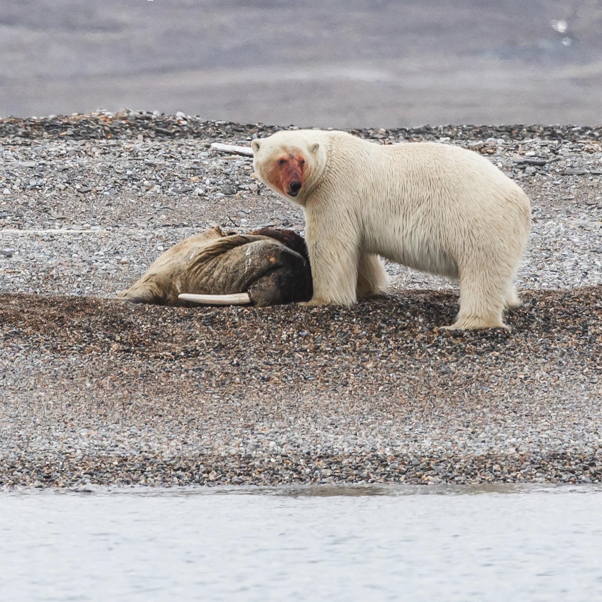 Polar bear feeding on a walrus carcass