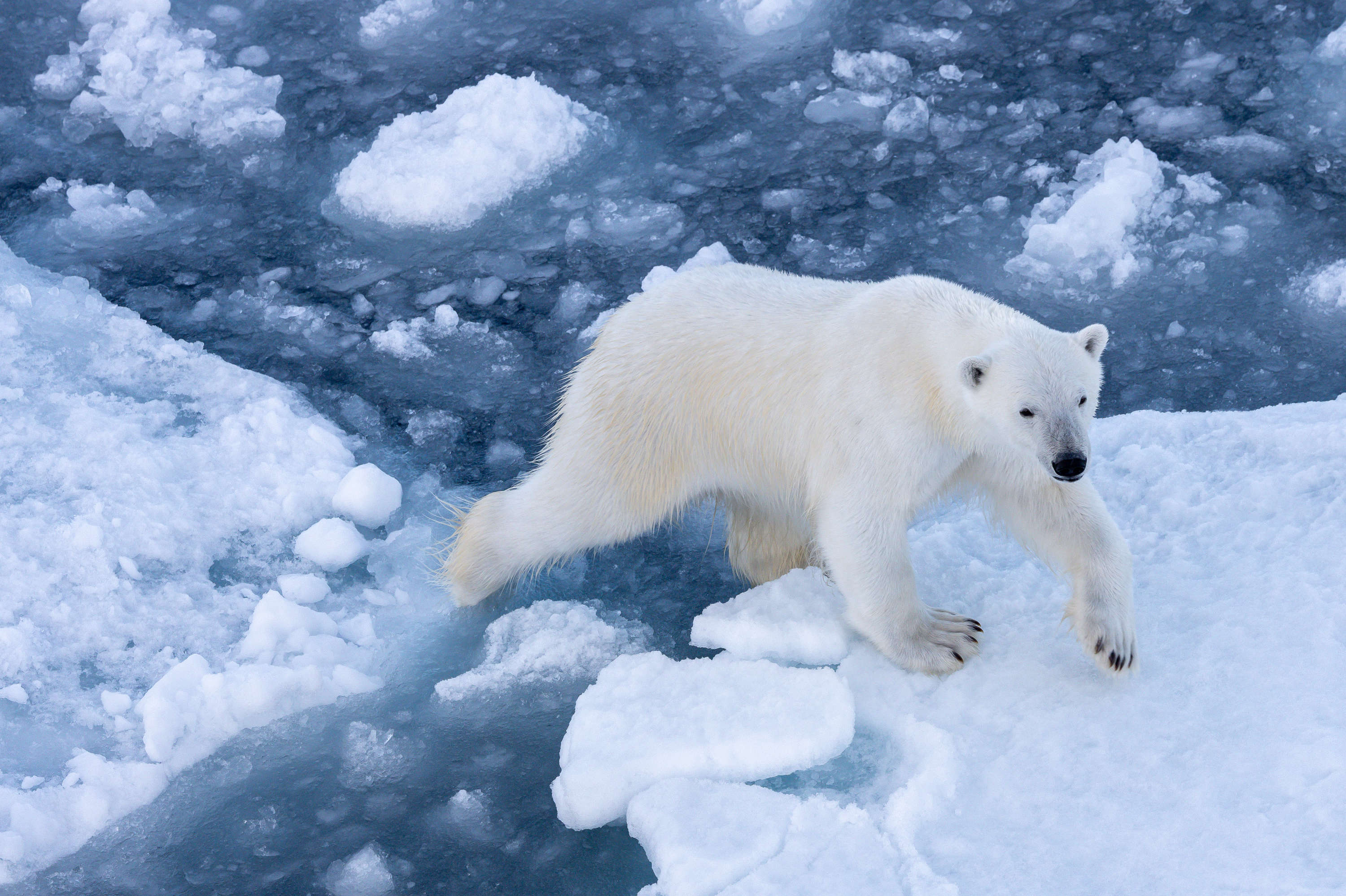 Polar bear on the pack ice in Svalbard