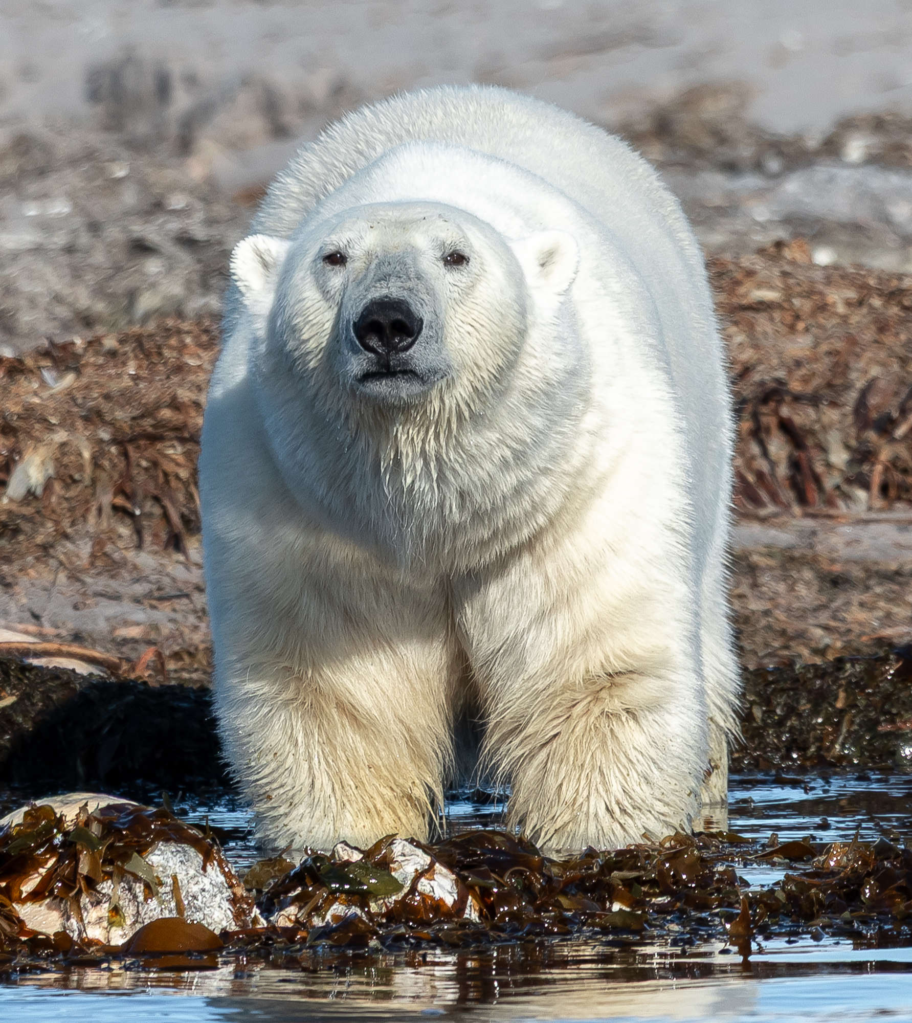 Polar bear with whale carcass