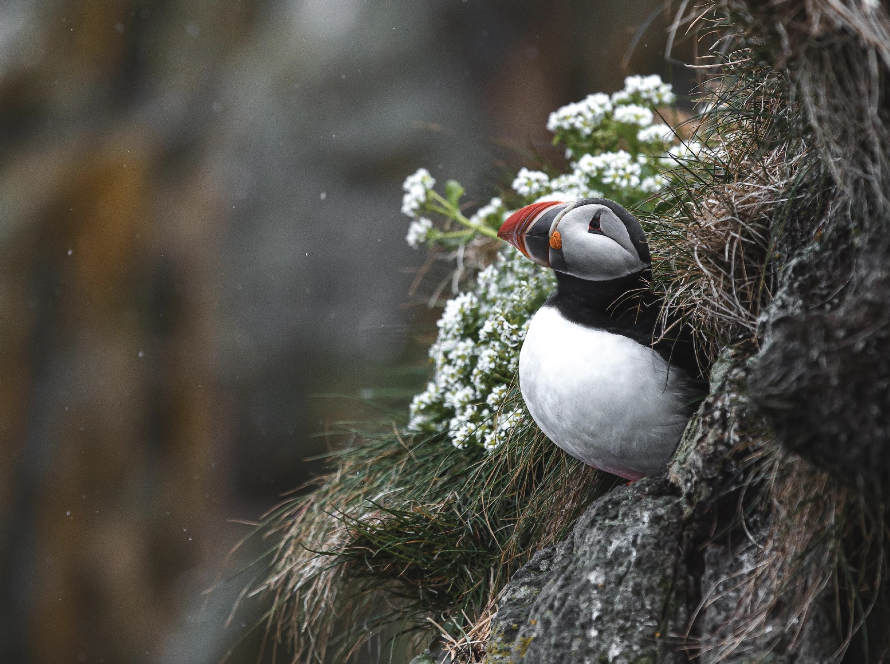 Atlantic puffin resting on cliffs