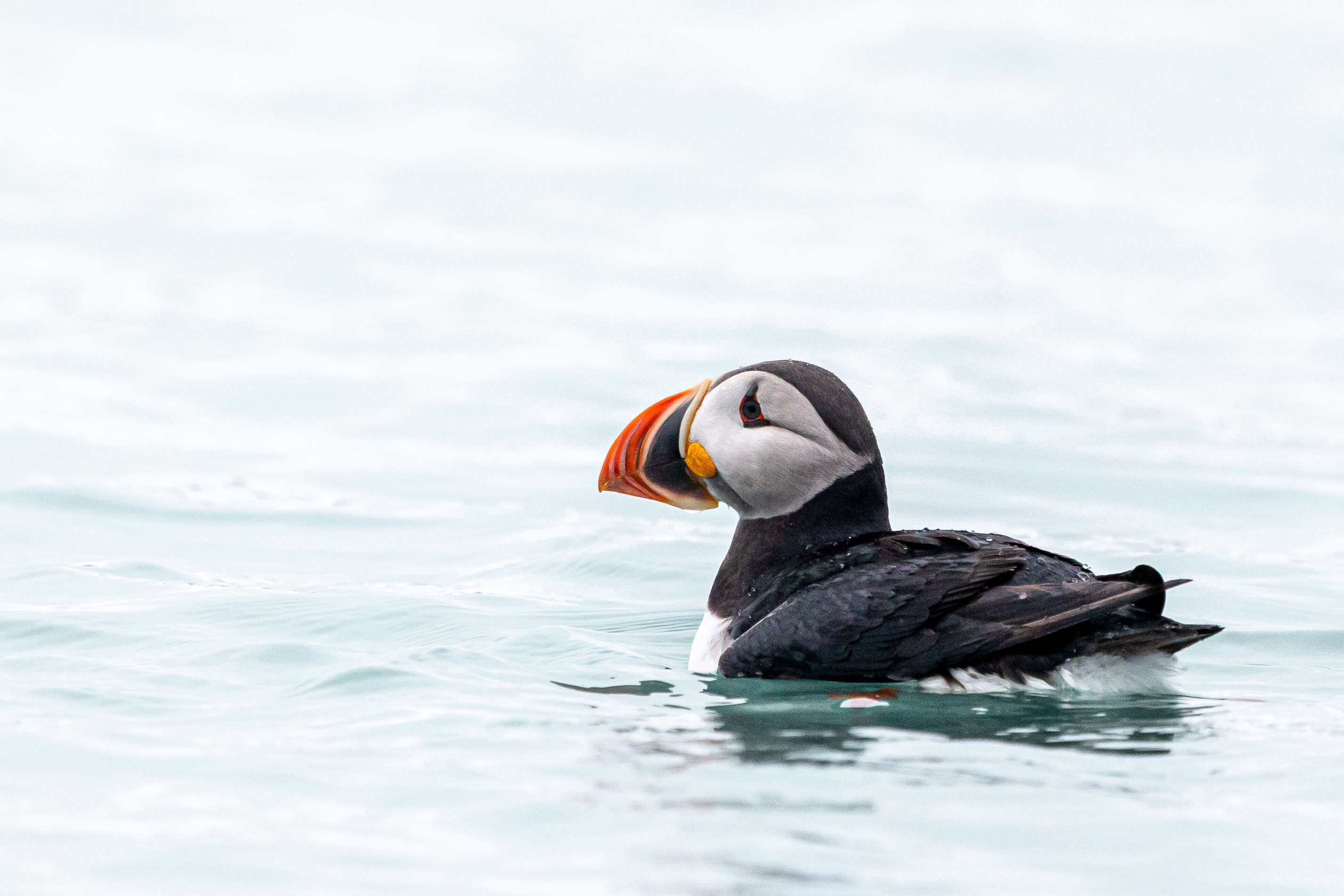 Puffin swimming in Svalbard