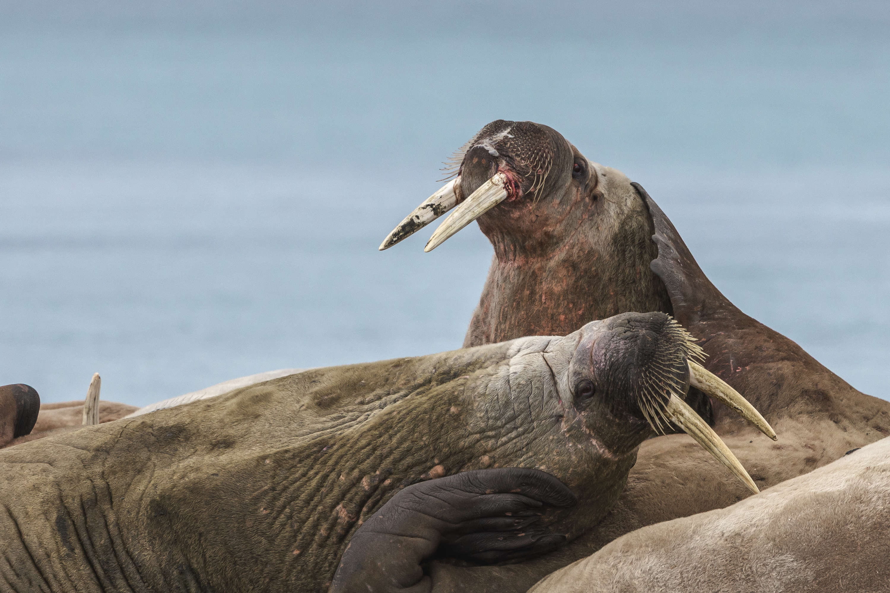 Walrus colony