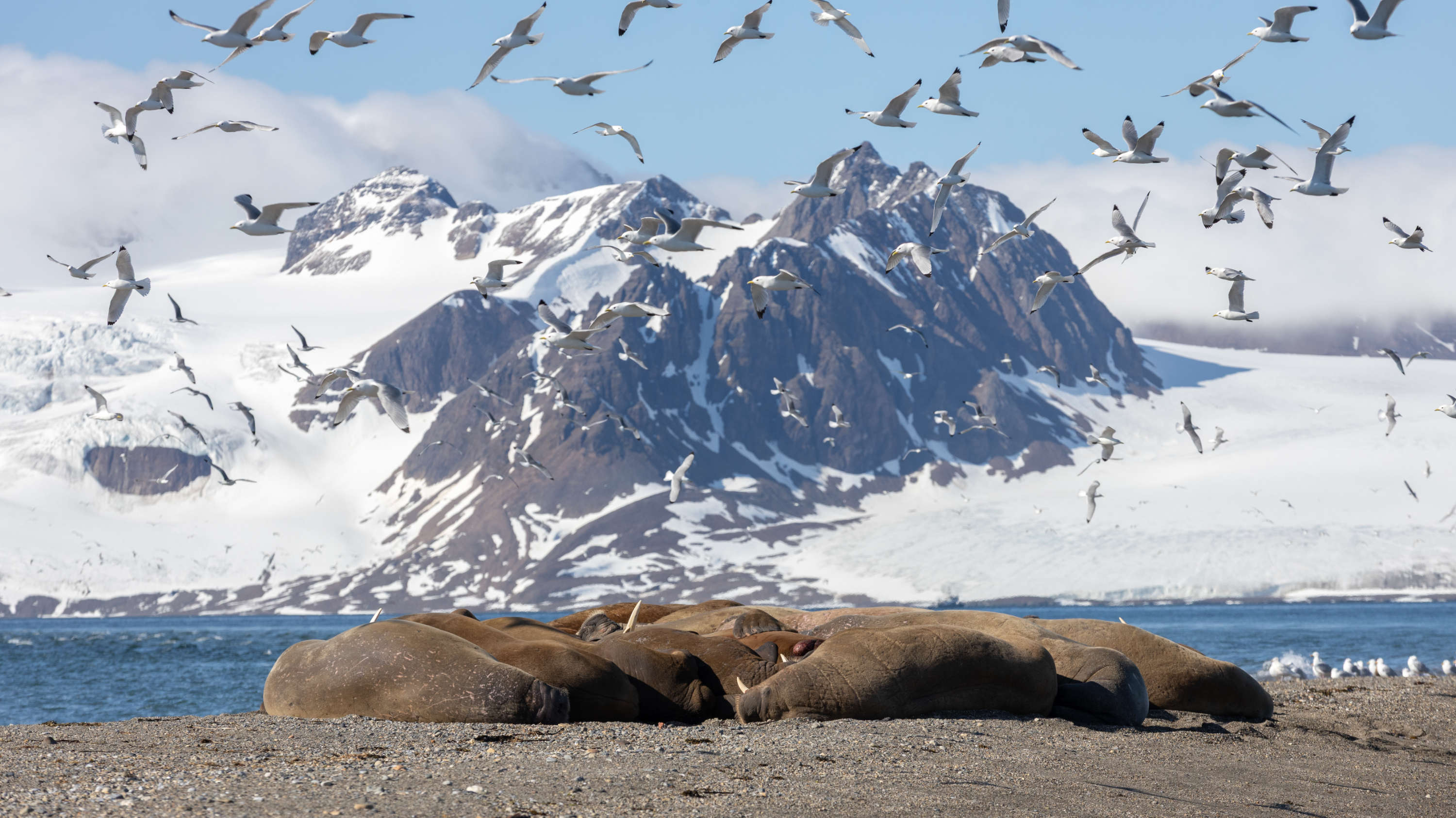 Walrus haul-out with kittiwakes