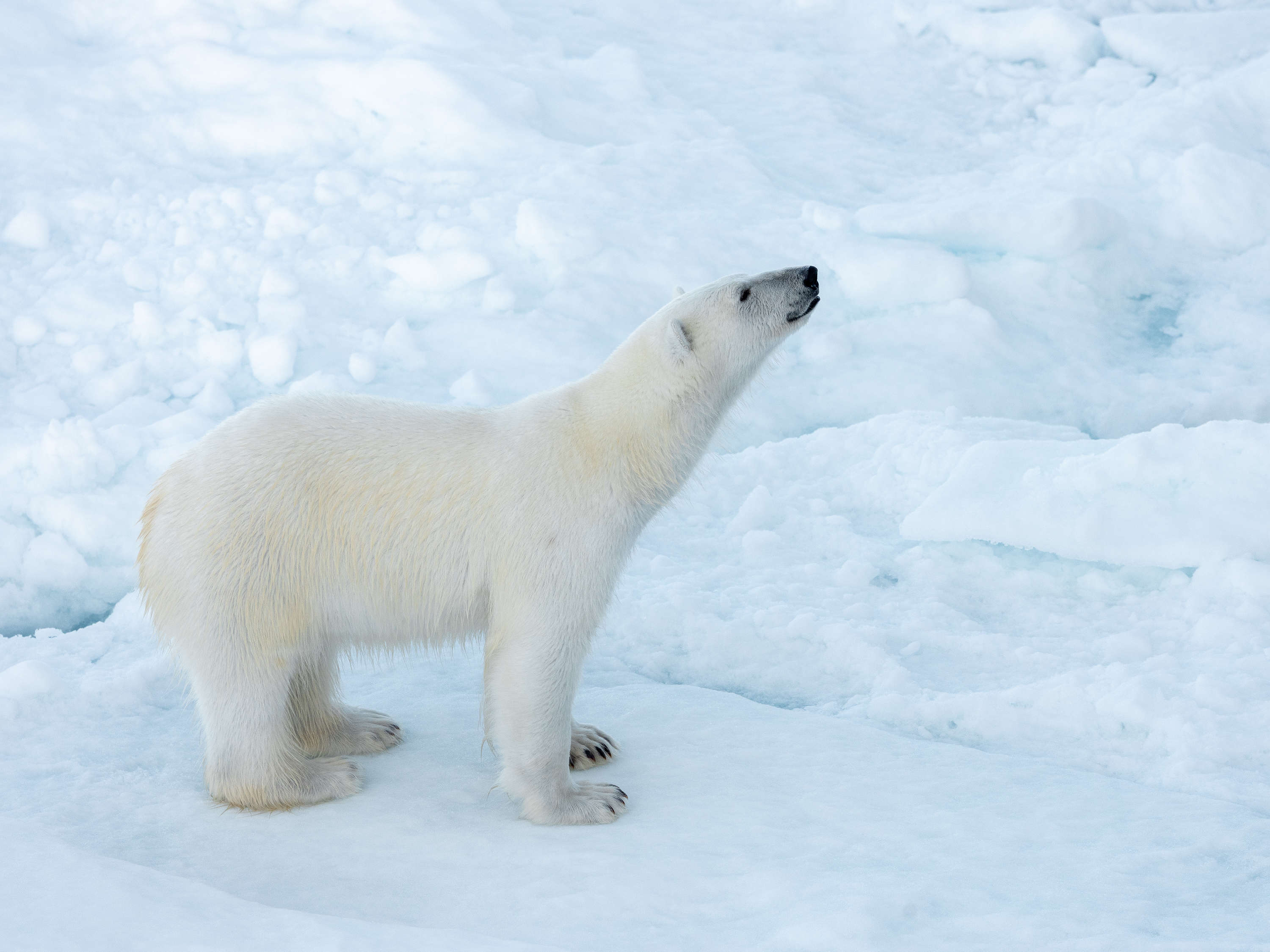 Young polar bear on the pack ice in far north Svalbard