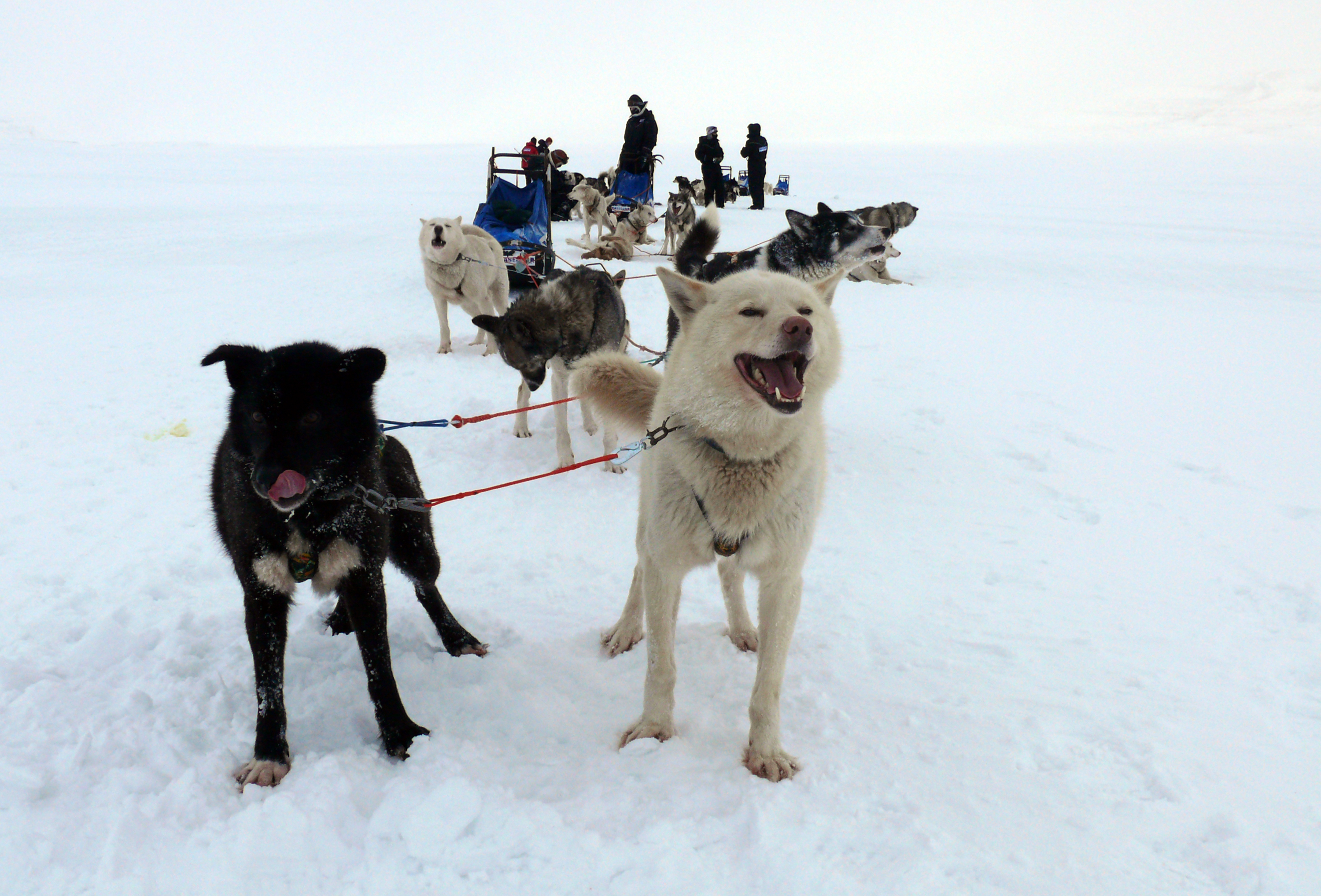 Dog team raring to go