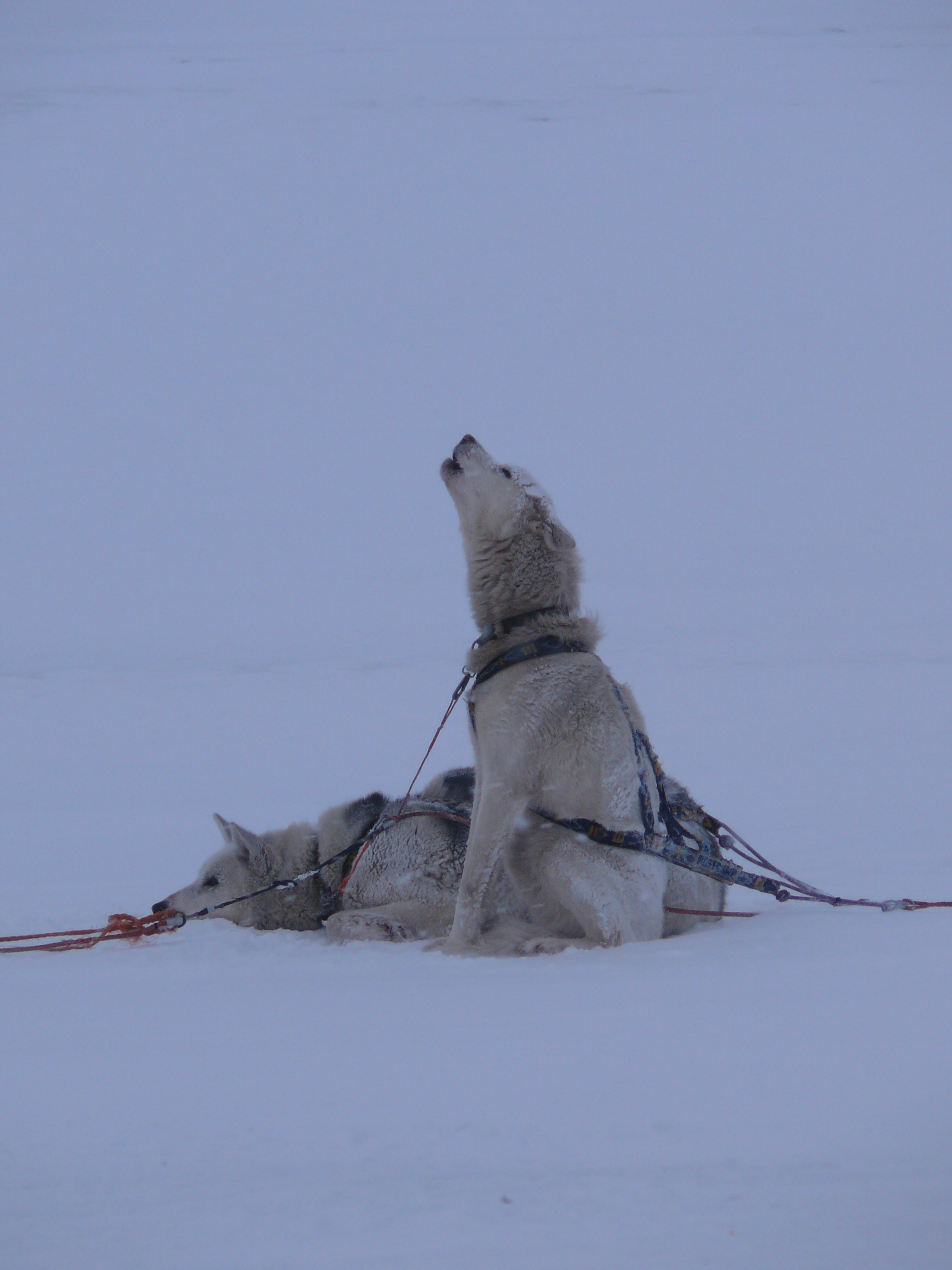 Chasing the Northern Lights in Churchill