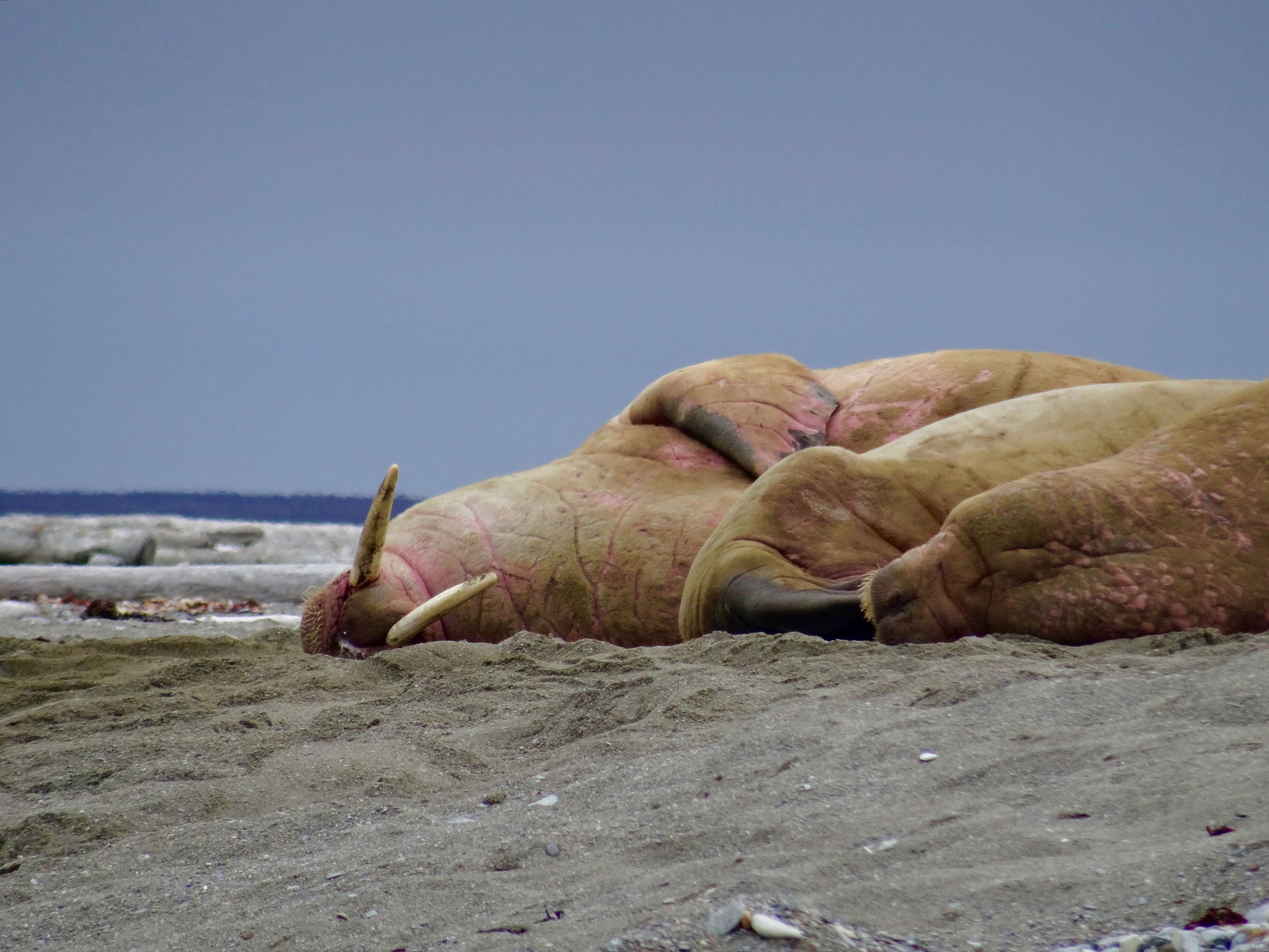 Quest for the Ice Bear