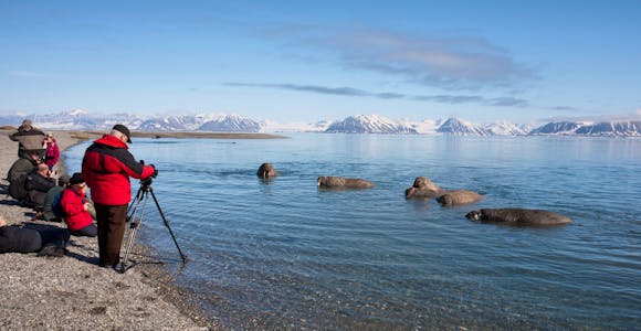 Arctic Animals & Wildlife