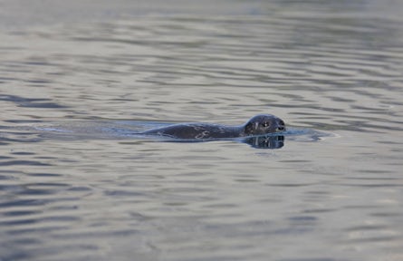 Ringed seal