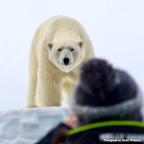 Polar Bear Tours